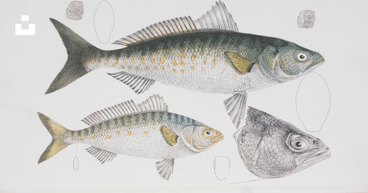 A group of fish sitting on top of a white surface photo – Free Fish ...