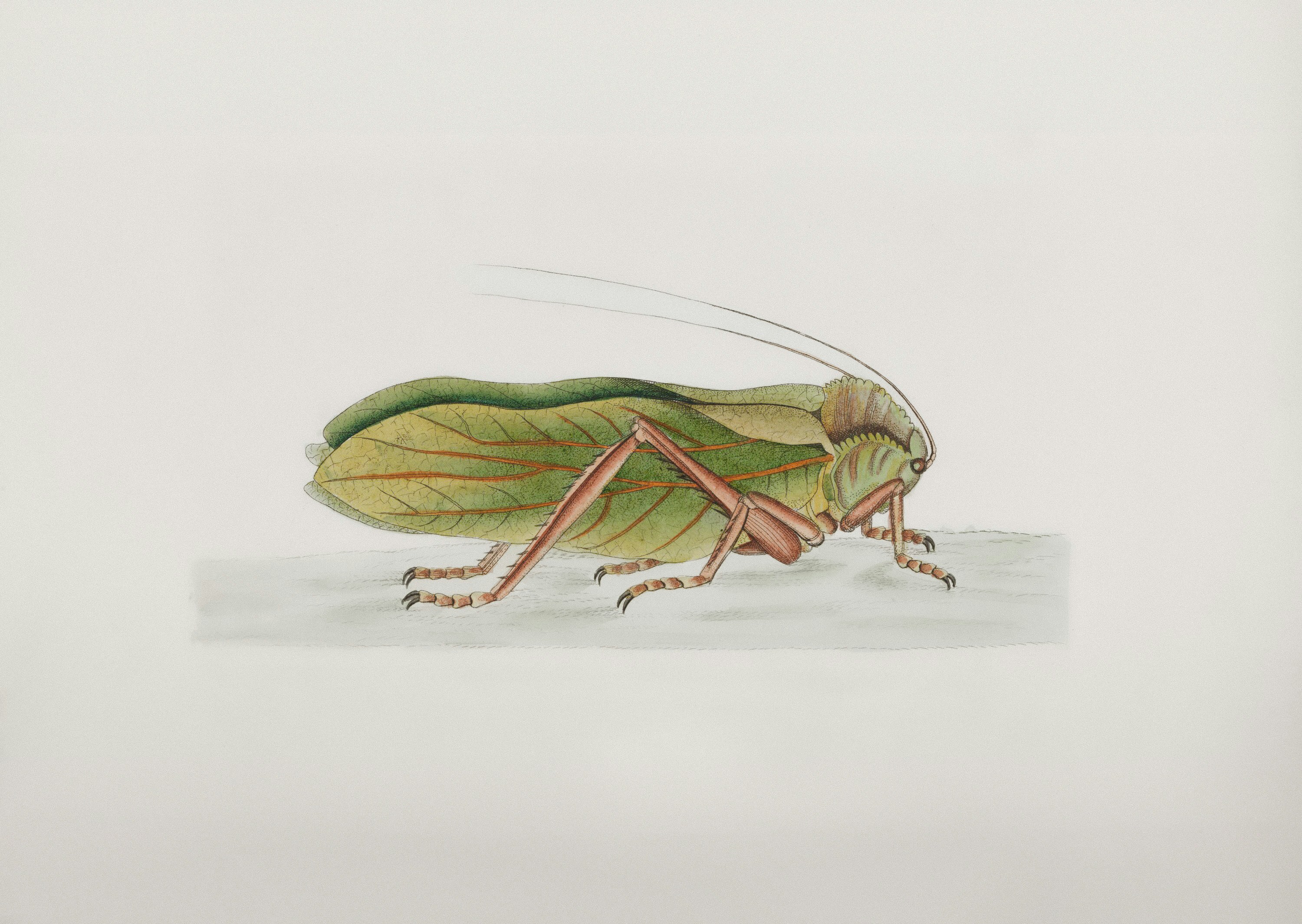 The Shocking Truth About What Booklice Actually Eat (image credits: unsplash)