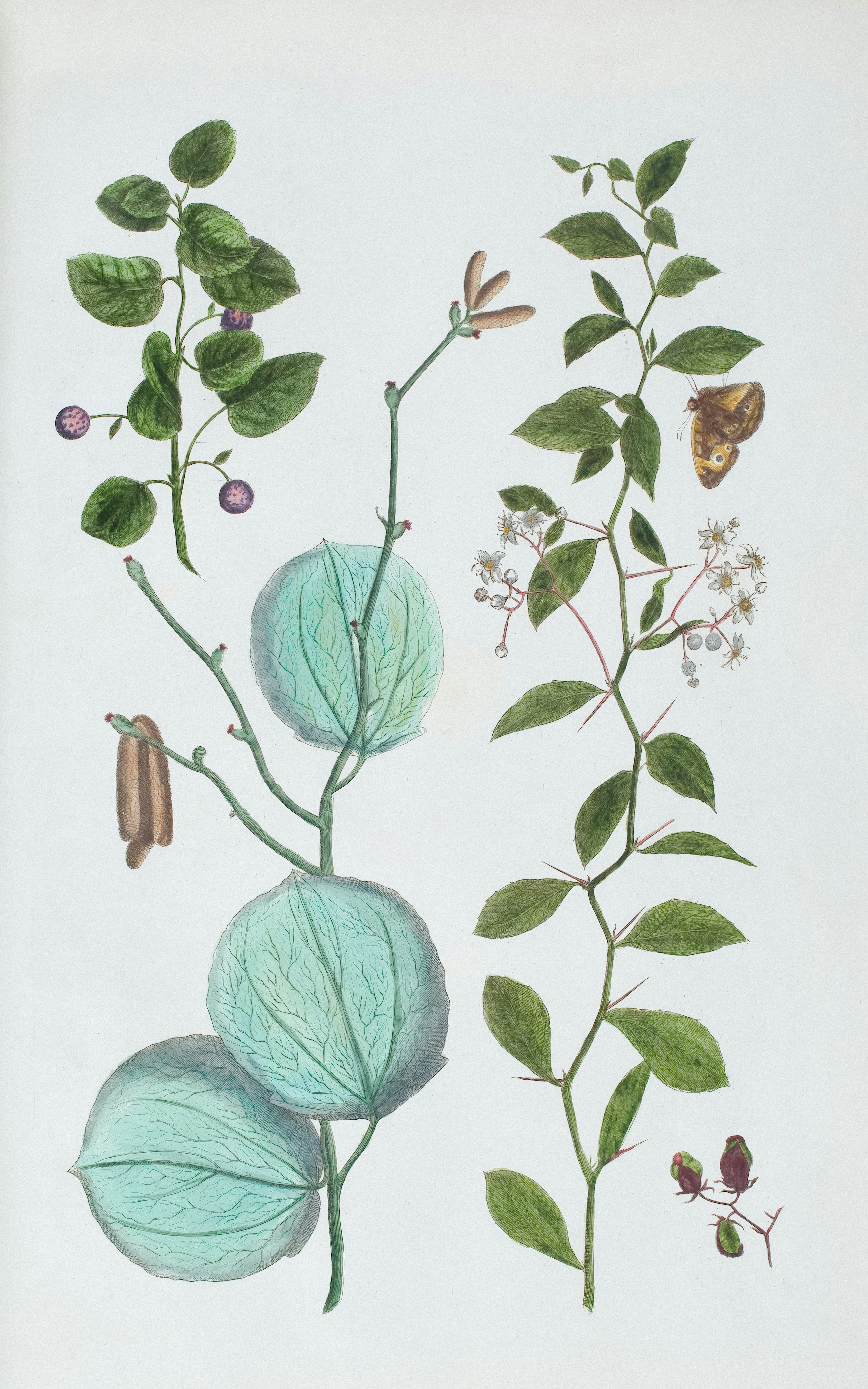 Albert Seba. Locupletissimi rerum naturalium thesauri accurata descriptio, et iconibus artificiosissimis expressio, per universam physiees historiam Source: Museums Victoria (Licensed as Public Domain Mark) Rare Book - Albertus Seba, Locupletissimi Rerum Naturalium Thesauri, Planches Tome 1 \u0026 2, Amsterdam, Janssonio-Waesbergios,1734-1735