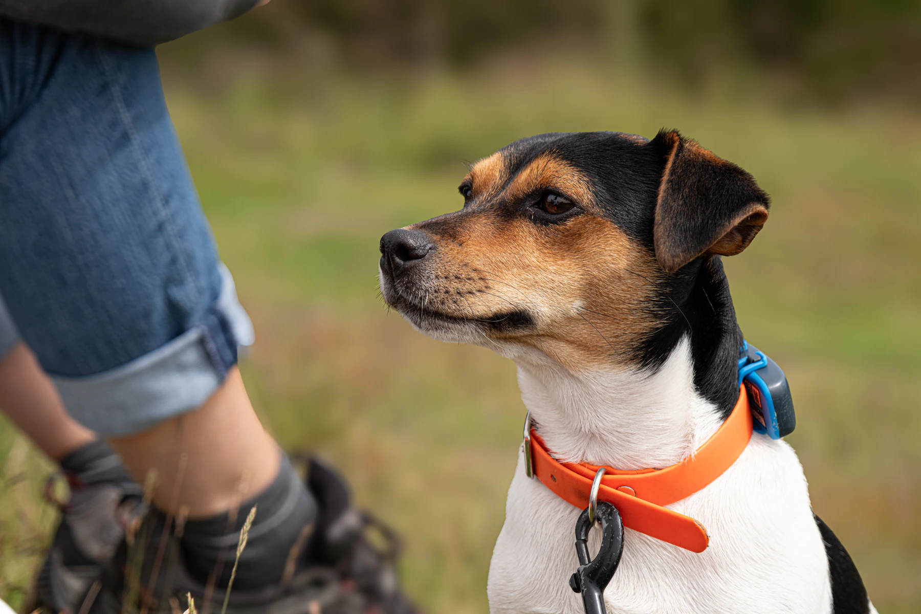 Jack Russell terrier outdoors wearing a collar fitted with a pet tracking device beside its owner