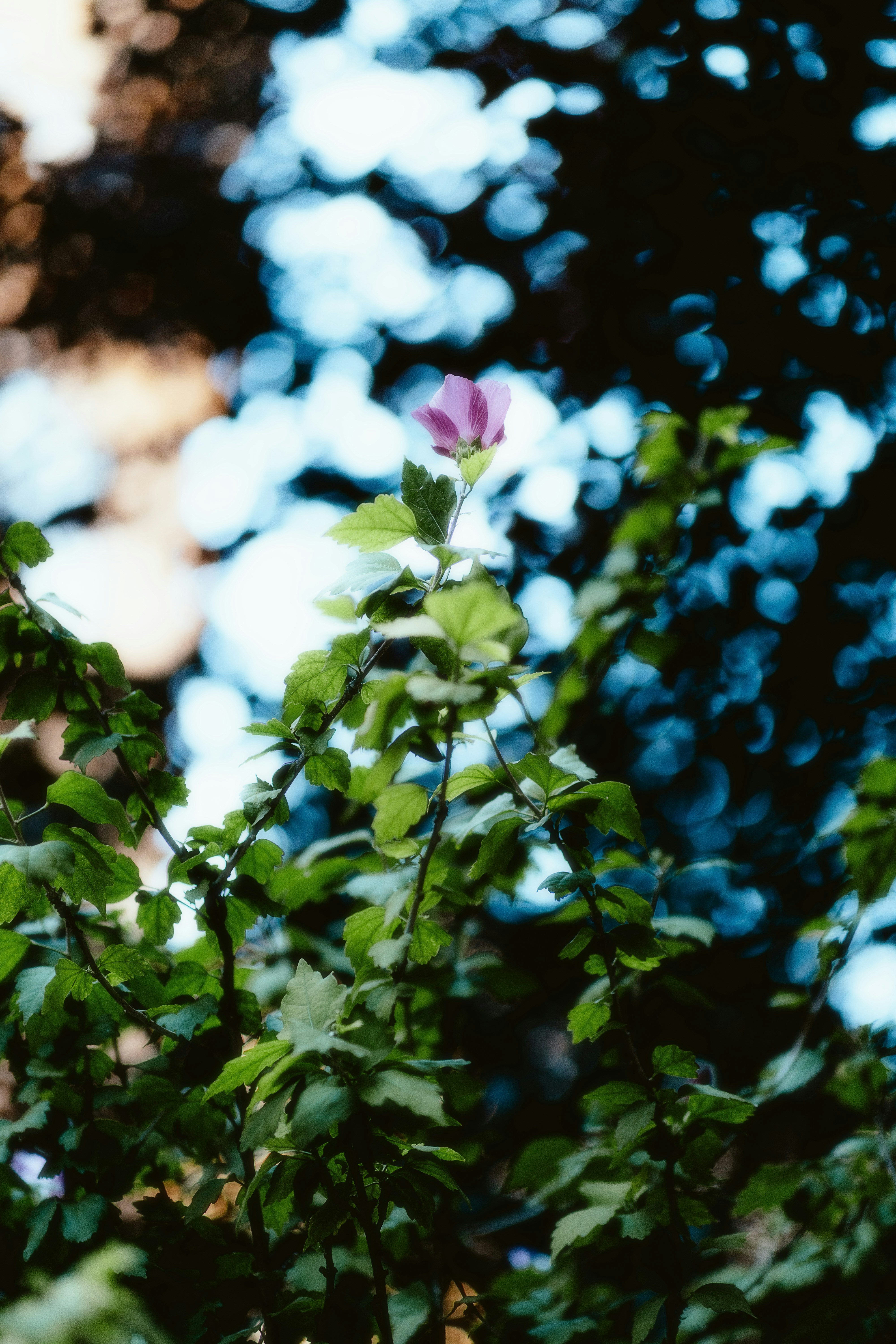 Photo by alingavriliuc