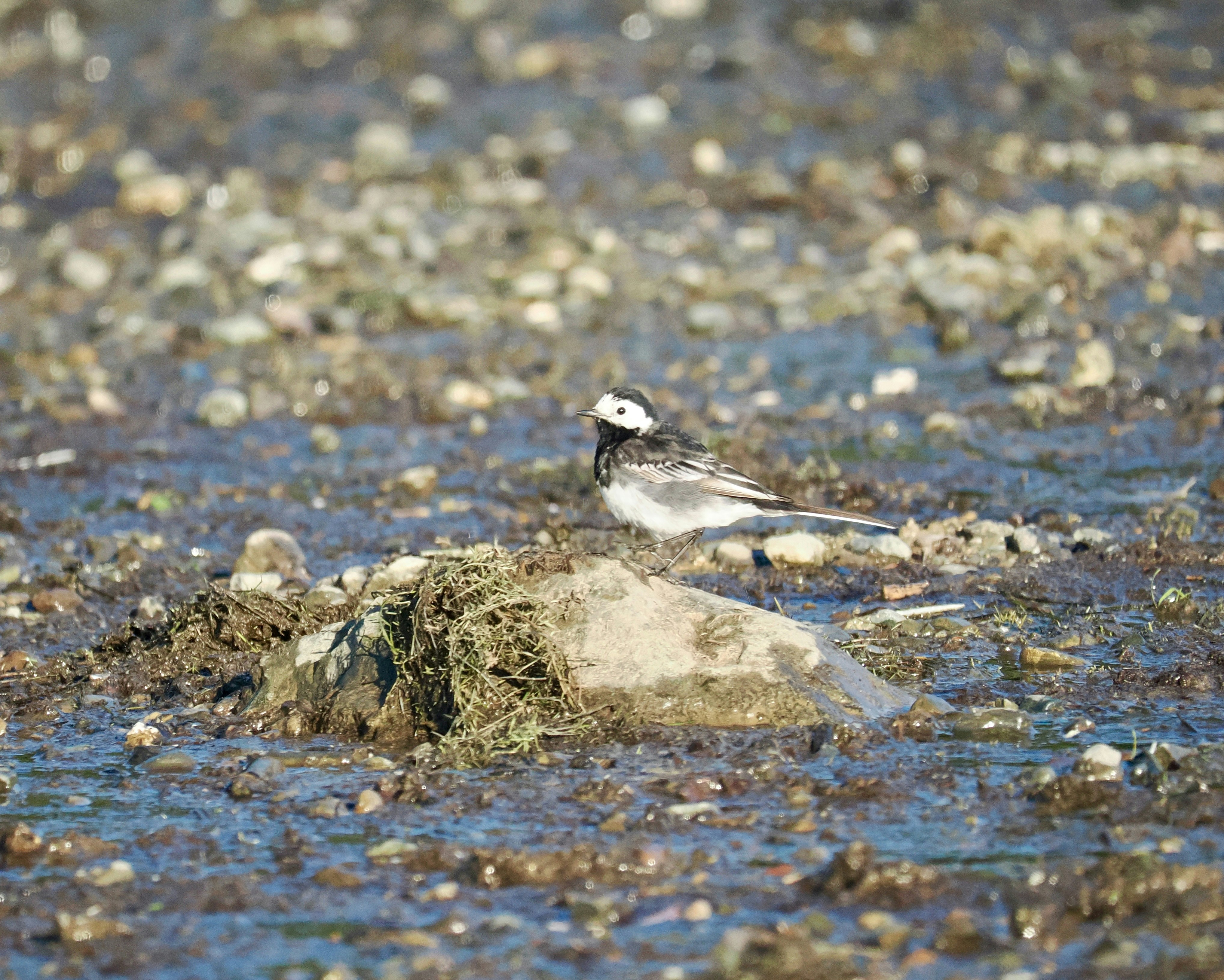 A bird standing on top of a rock in the water