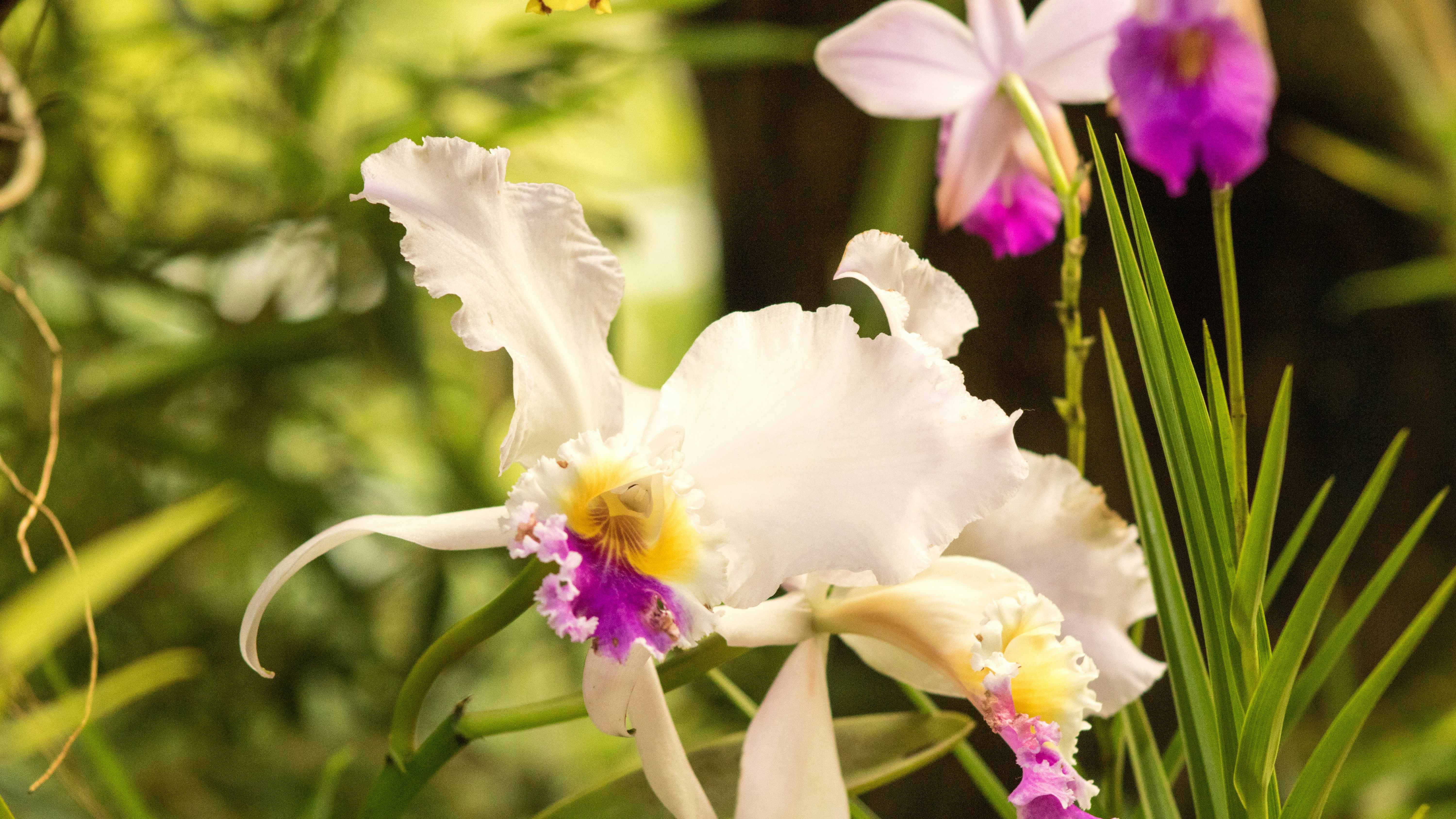 Moyobamba, Peru - Orchid at the Amazon region of Moyobamba