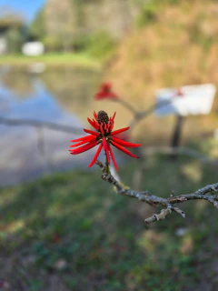 Uma flor de mulungu com um fundo de natureza e agua