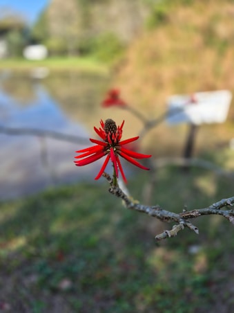 Uma flor de mulungu com um fundo de natureza e agua