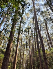 A forest filled with lots of tall trees