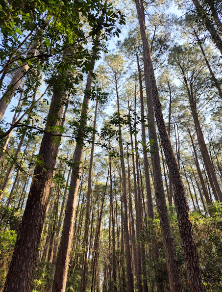A forest filled with lots of tall trees