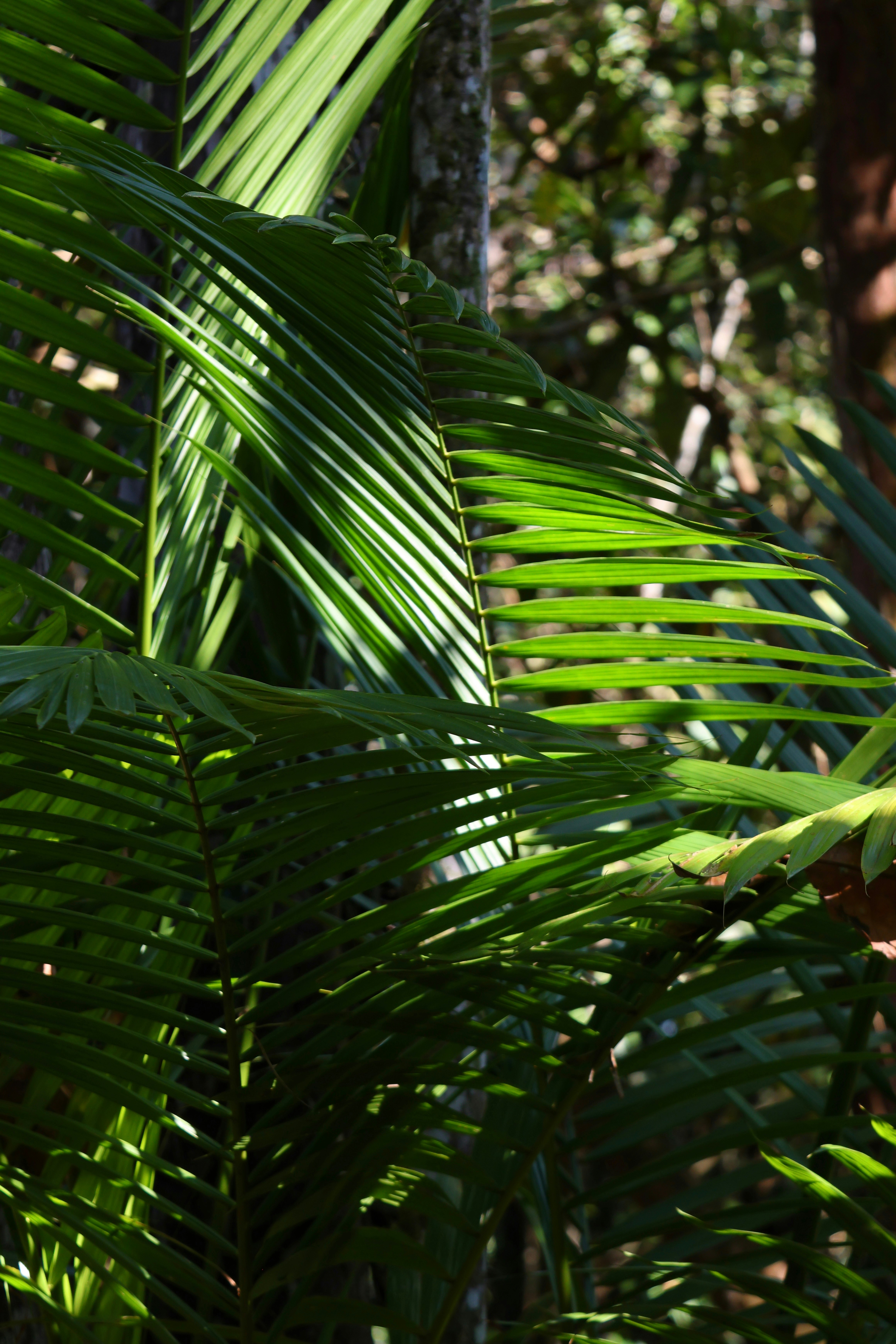 A bird perched on a palm tree branch