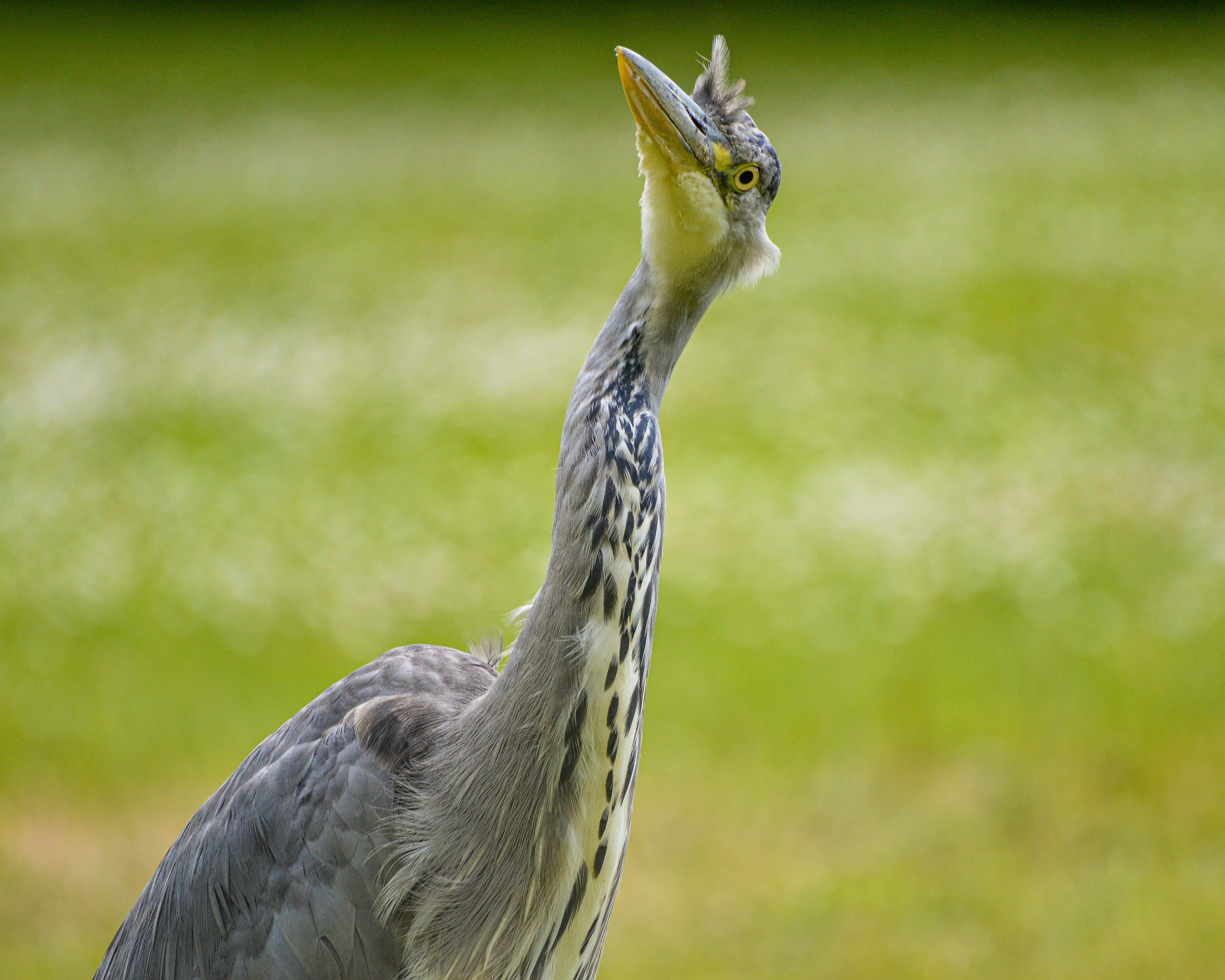 A bird standing on top of a lush green field