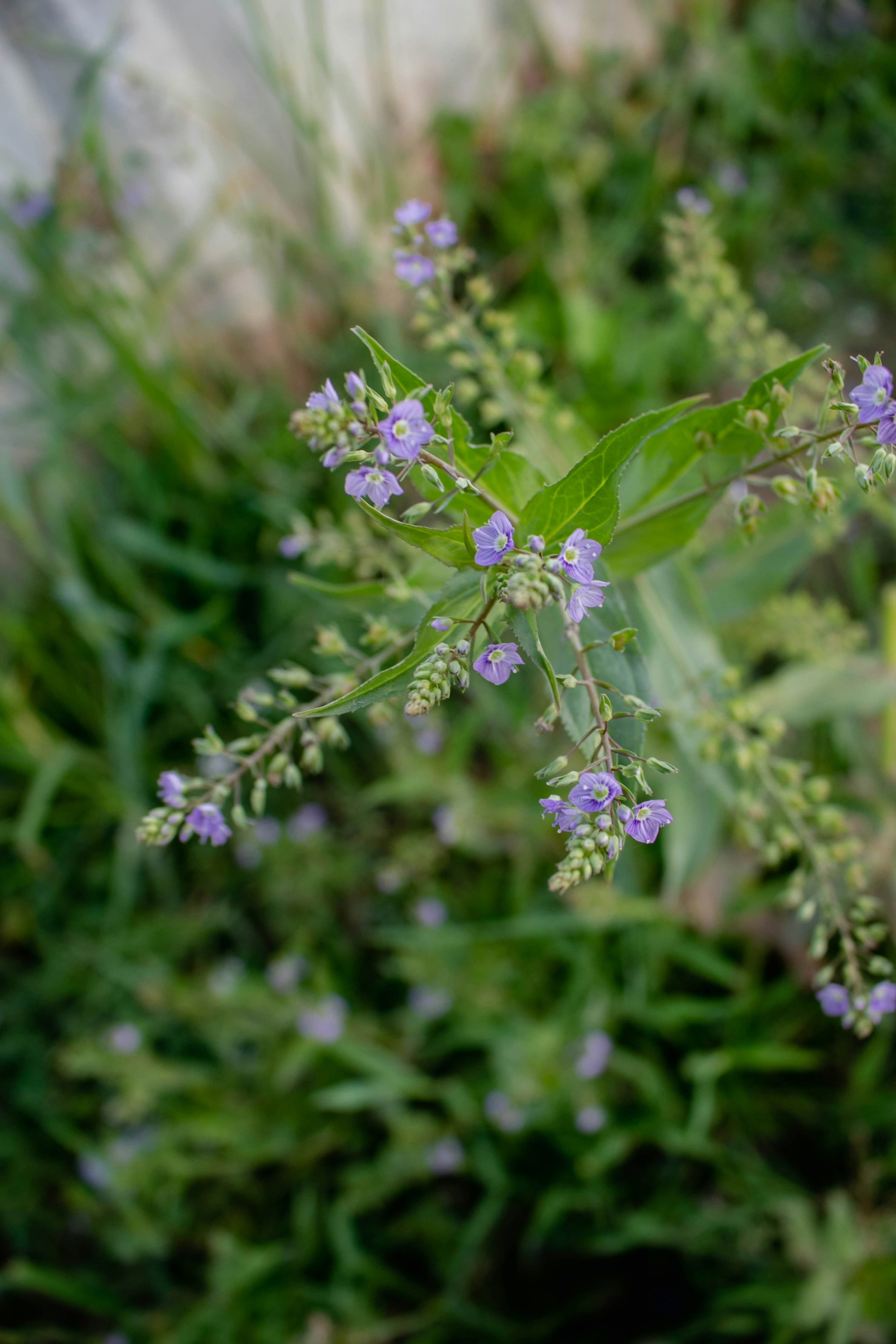 Photo by francisco_agm