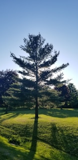 A lone tree in the middle of a grassy field