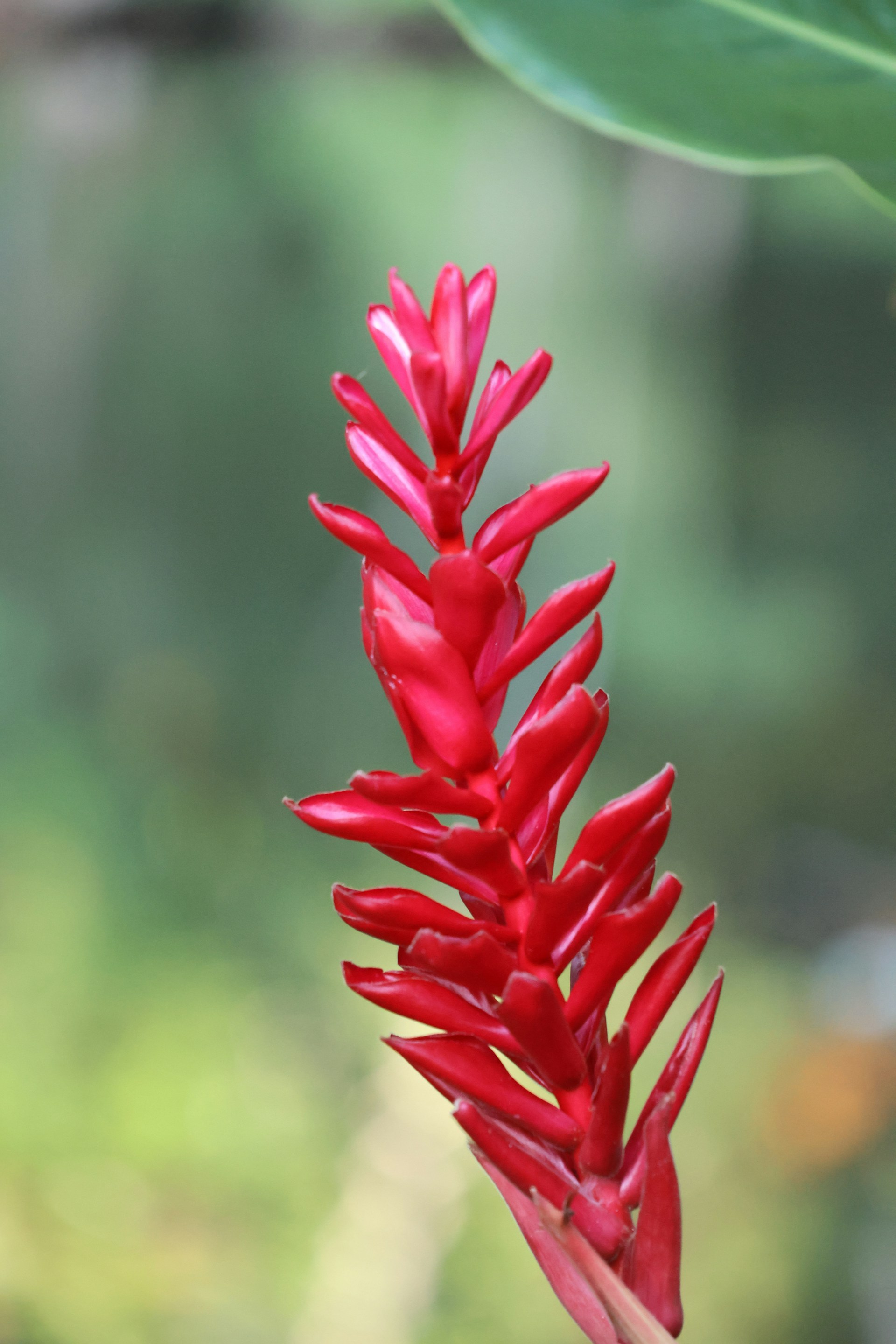 A close up of a red flower with a blurry background