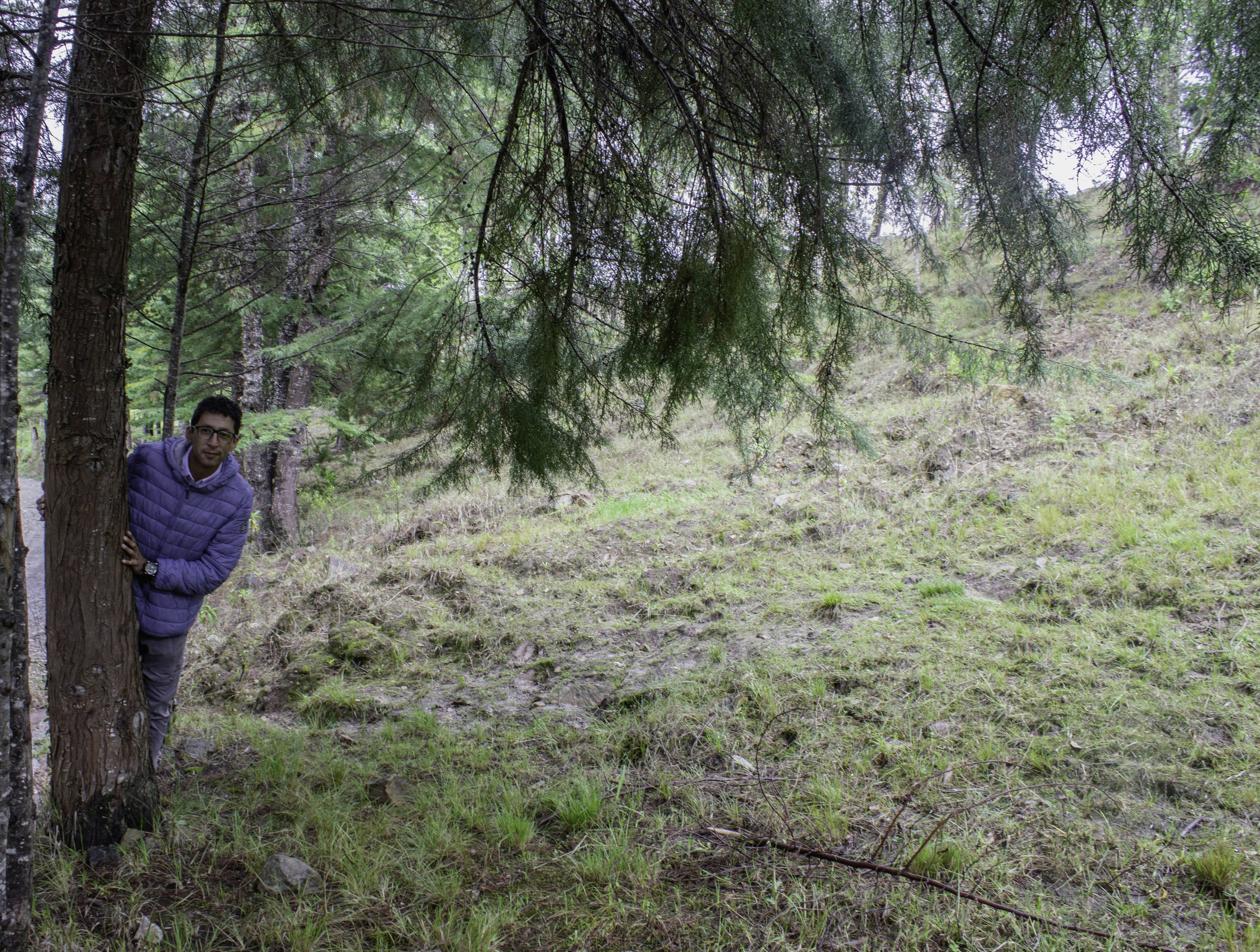 arborist consulting landowner - land clearing ohio