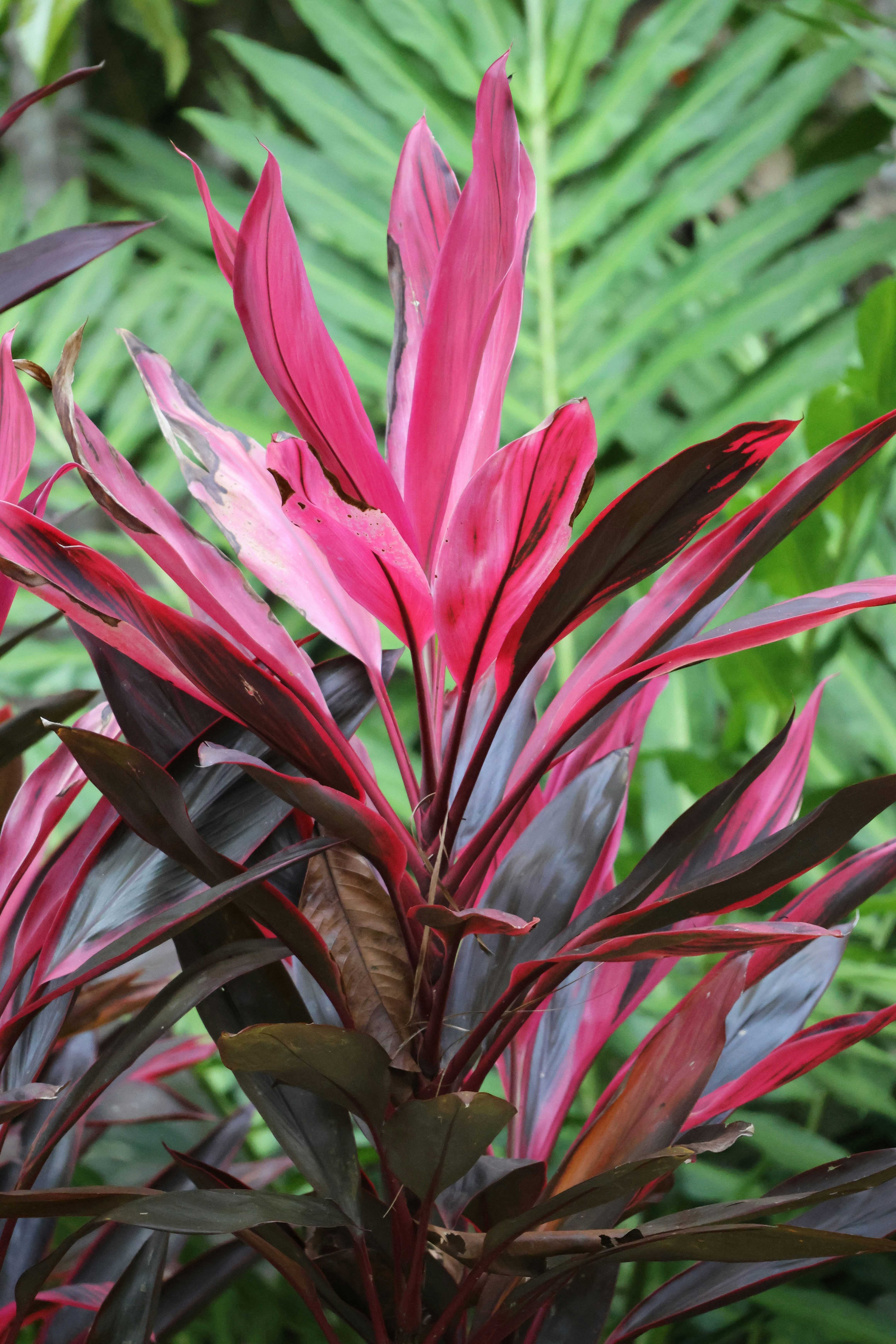 A close up of a plant with red and green leaves