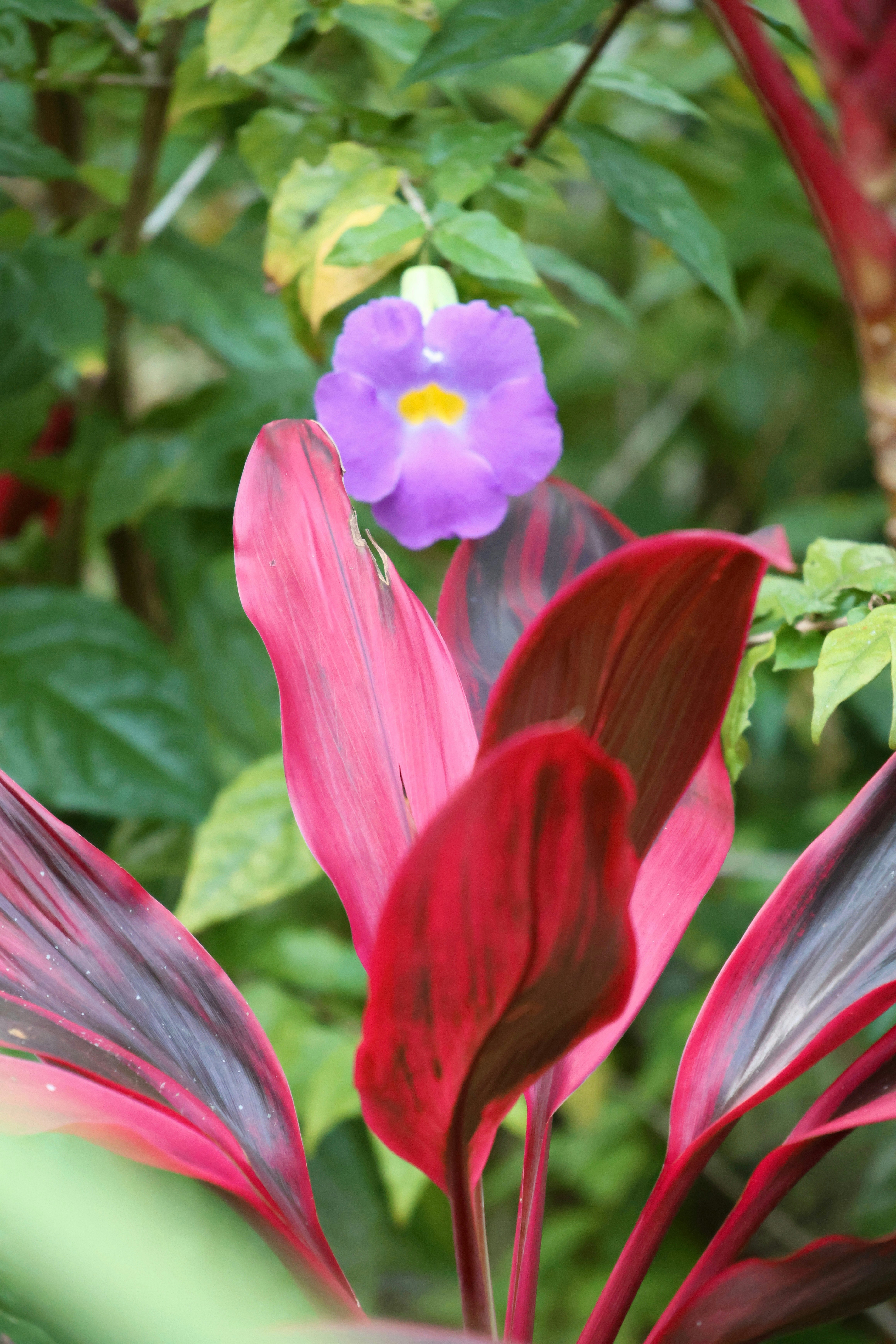 A purple flower with a purple center surrounded by green leaves