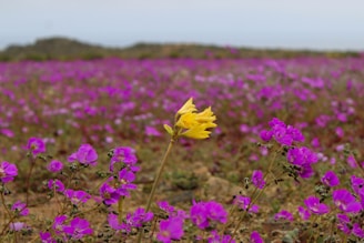 A field full of purple flowers with a yellow flower in the middle
