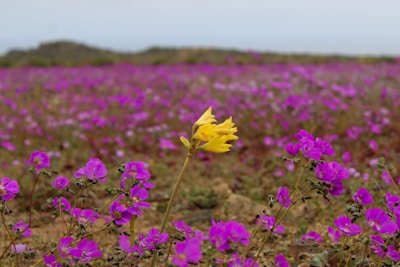 A field full of purple flowers with a yellow flower in the middle