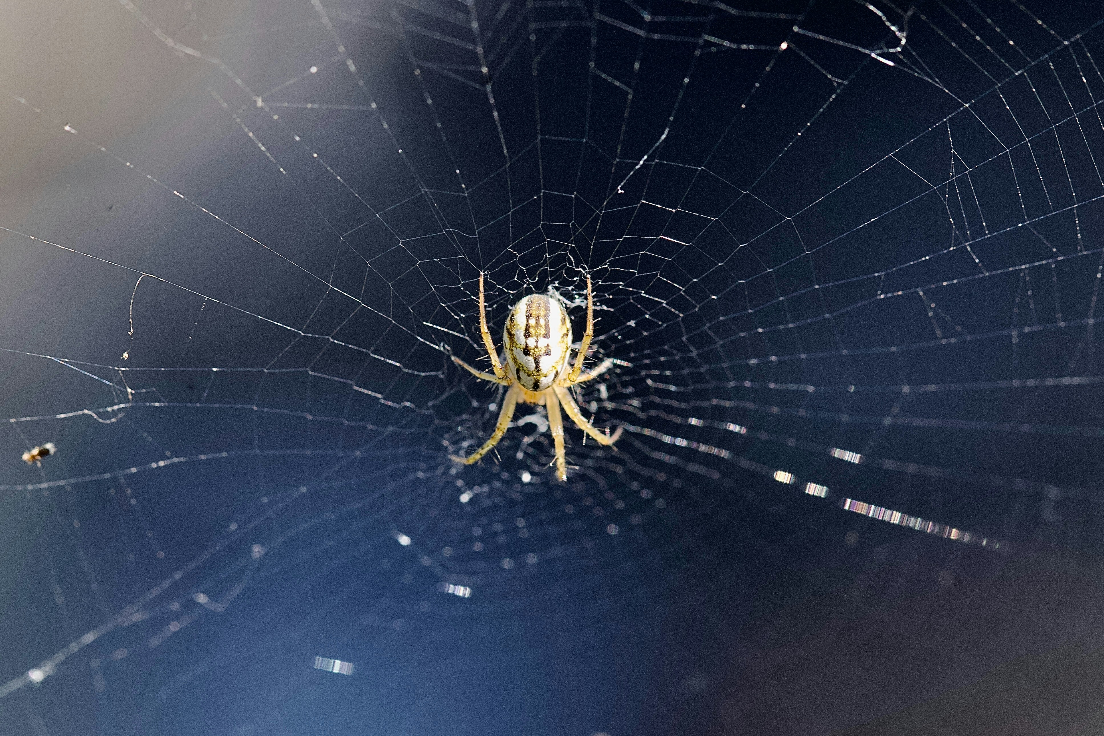 A spider sits on its web in the middle of its web