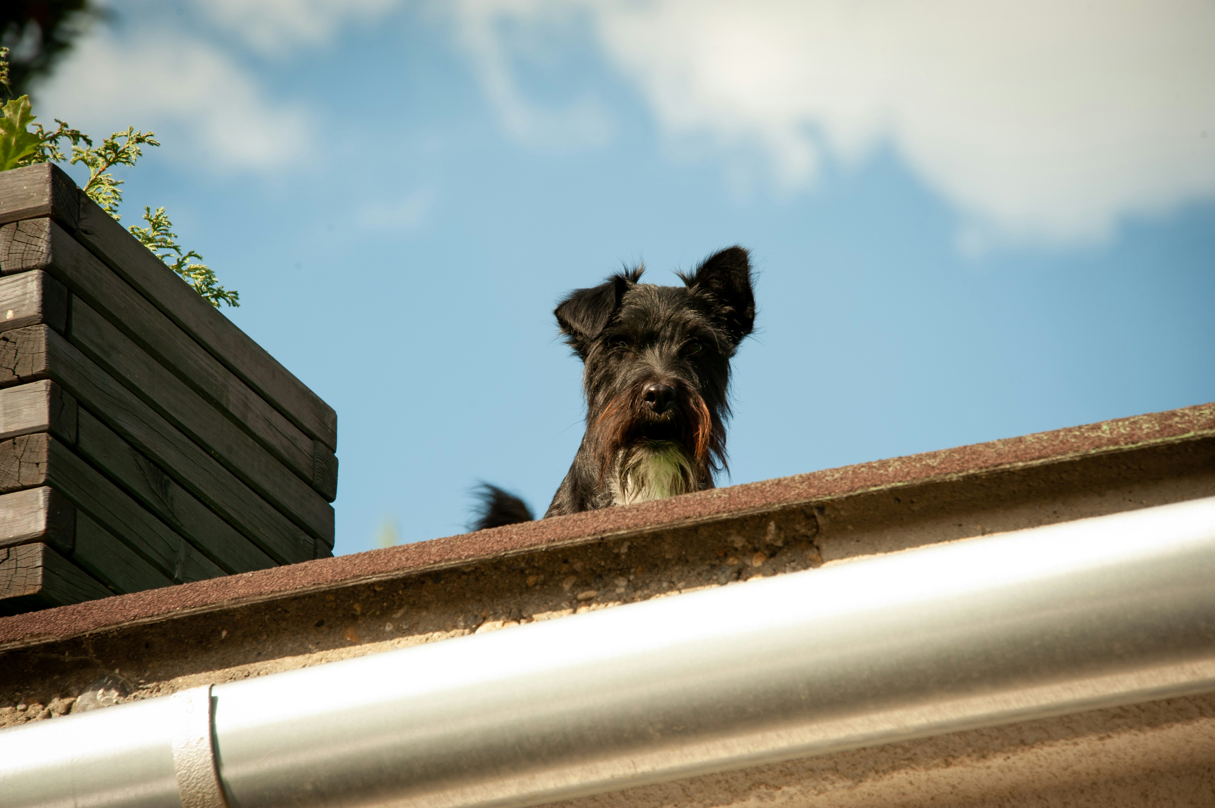 Happy dog enjoying rooftop terrace with city skyline view - chicago apartments dog friendly