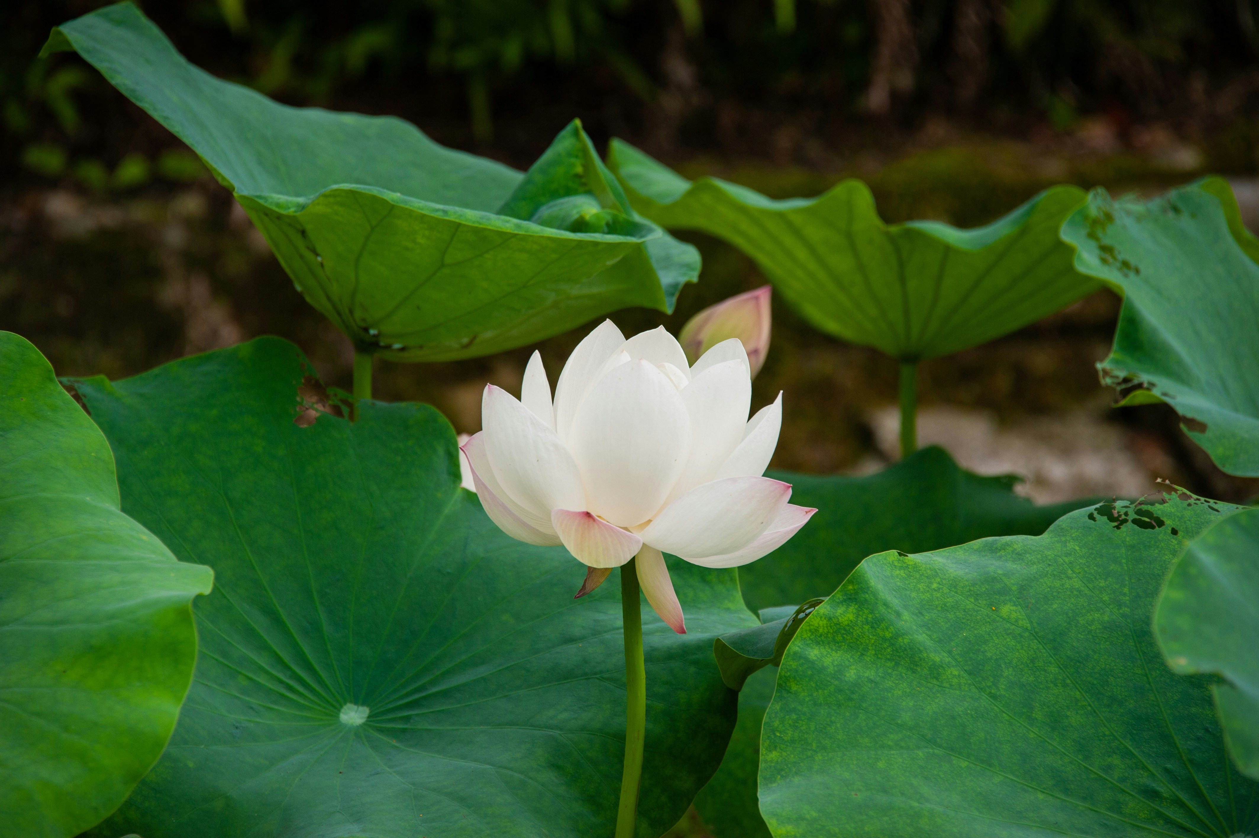 A white lotus flower sitting on top of a green leafy plant