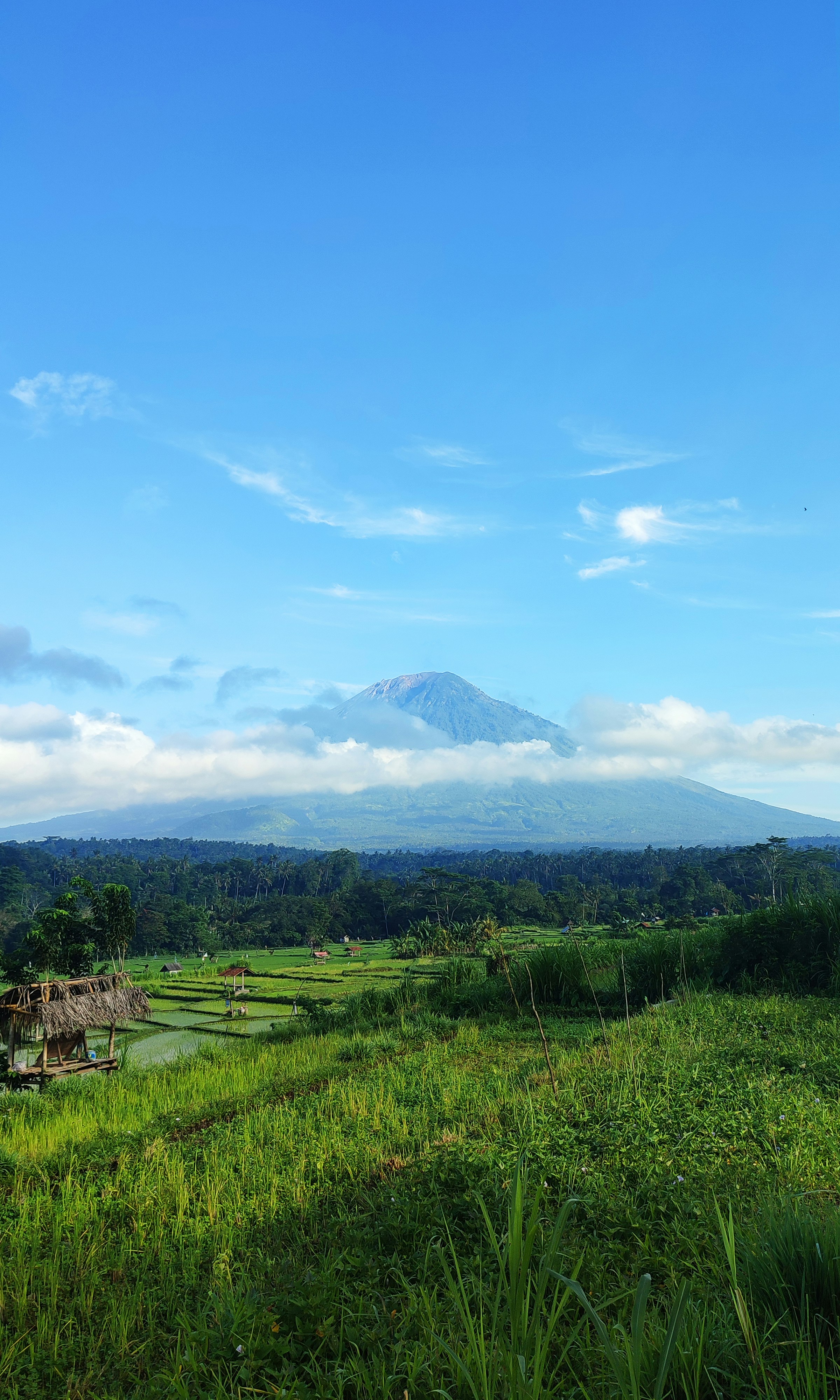 A lush green field with a mountain in the background