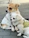 Two small dogs sitting next to each other on a sidewalk