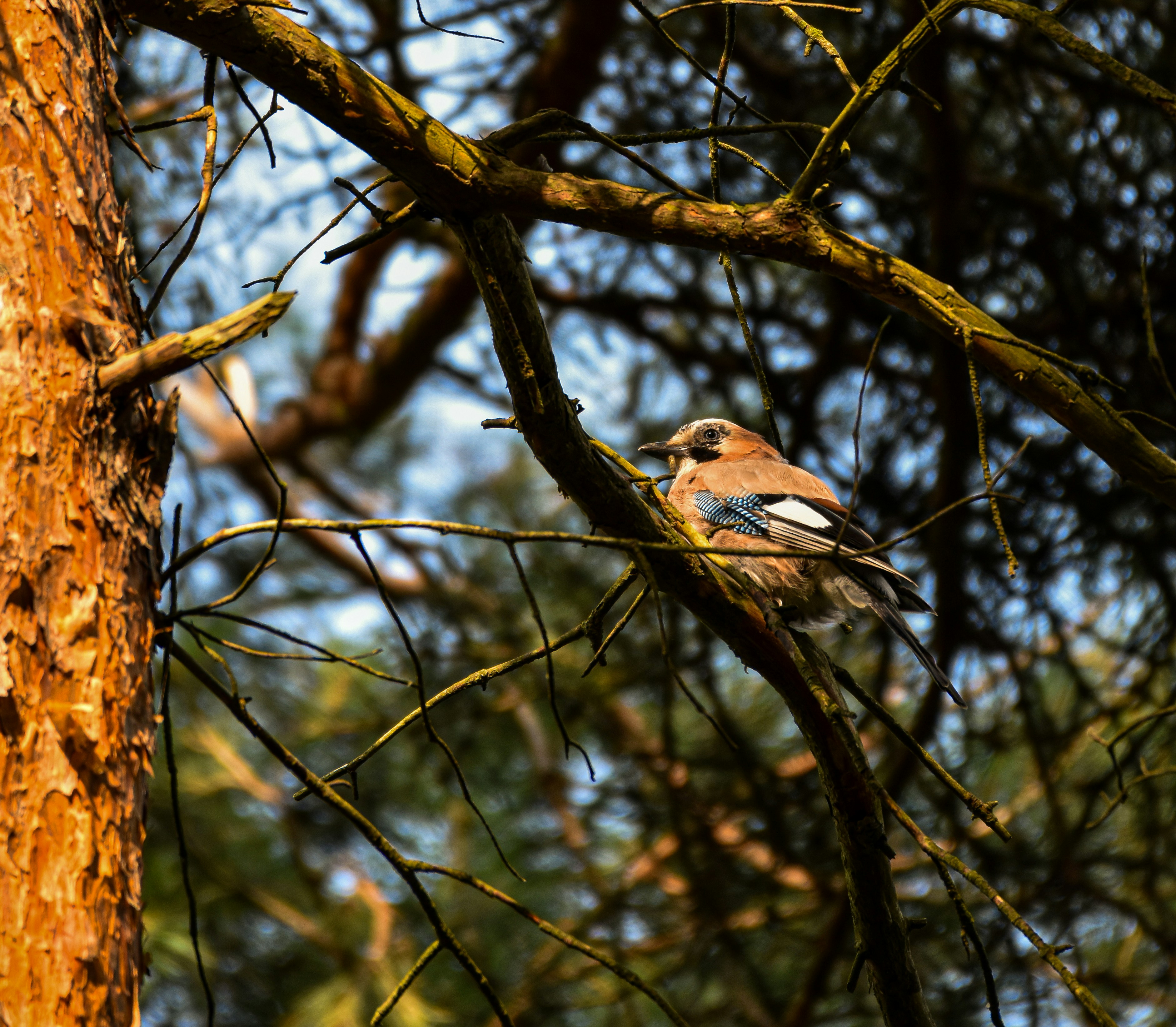 Afbeelding van Wageningen