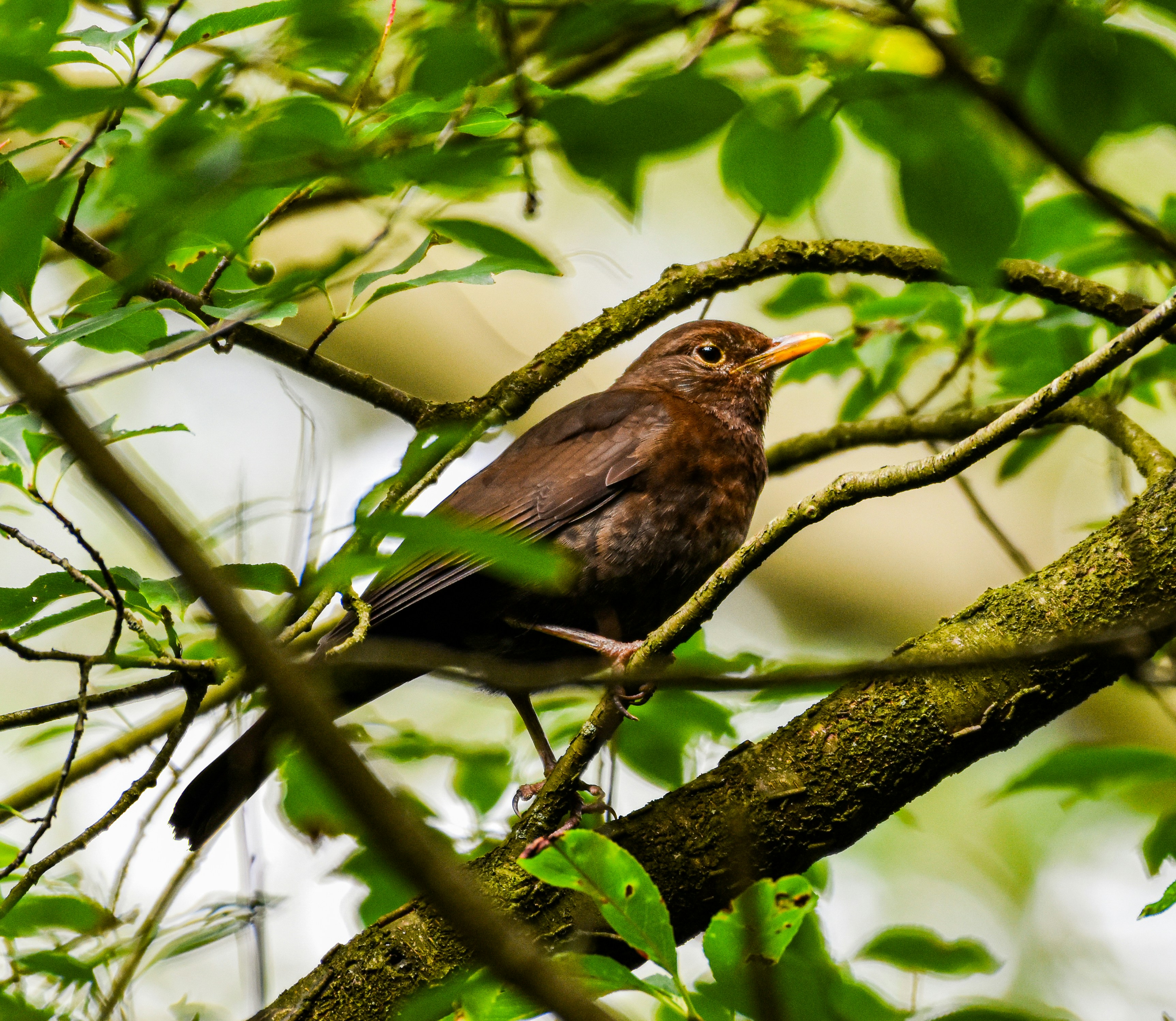 Photo by aarondcosta0