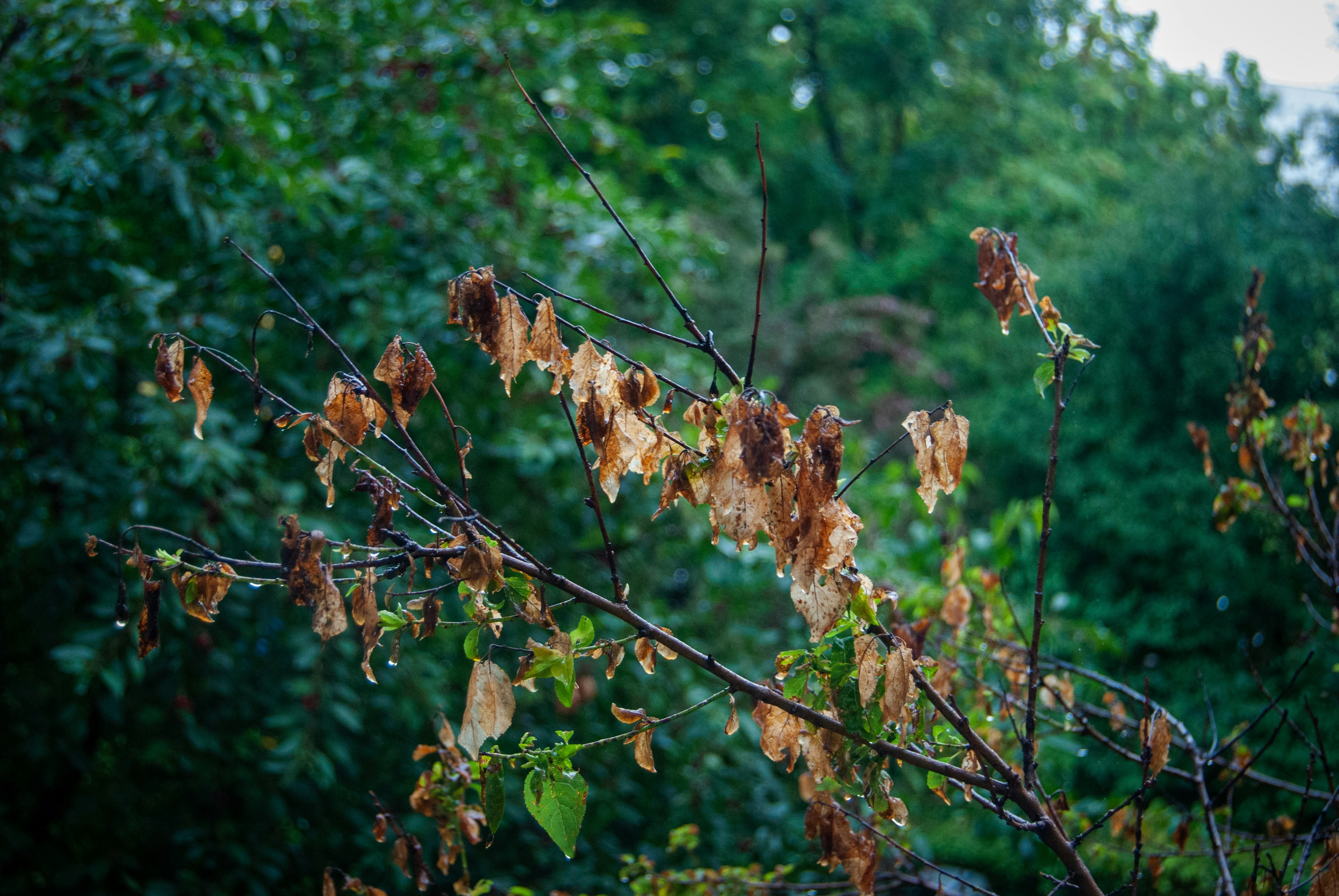 A bird perched on top of a tree branch