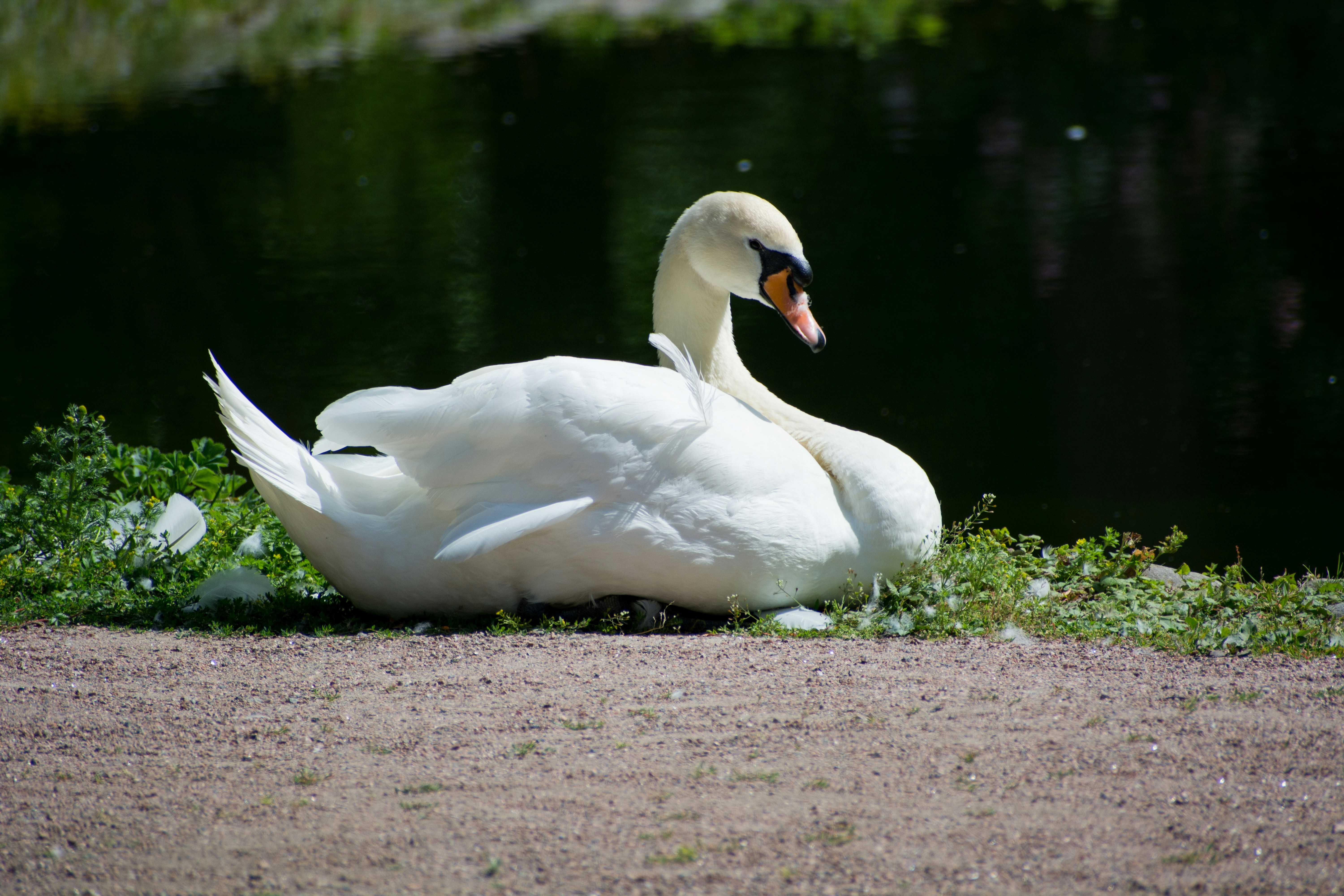 Un cisne blanco sentado en el suelo junto a un cuerpo de agua