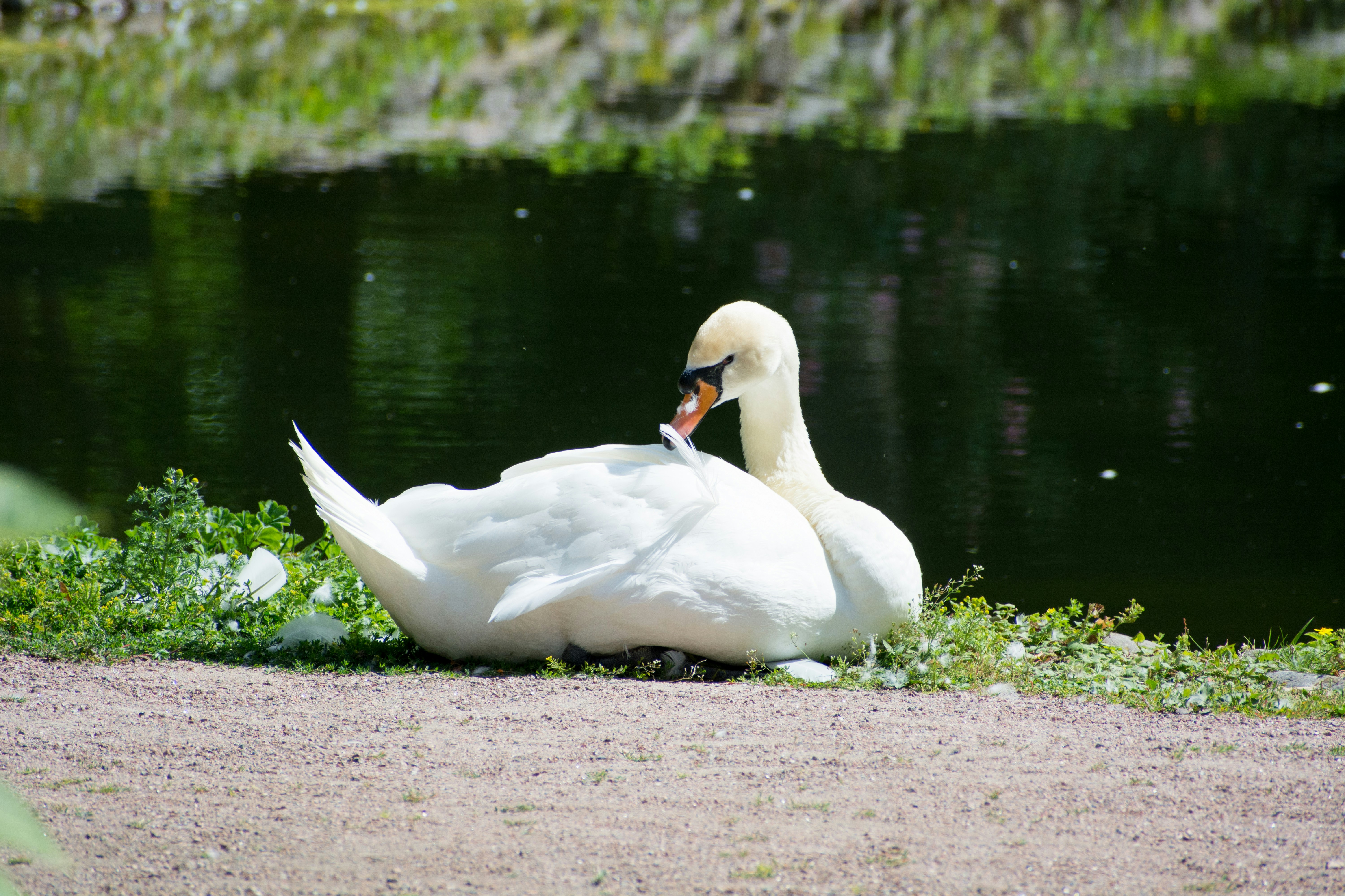 Un cisne blanco sentado en el suelo junto a un cuerpo de agua