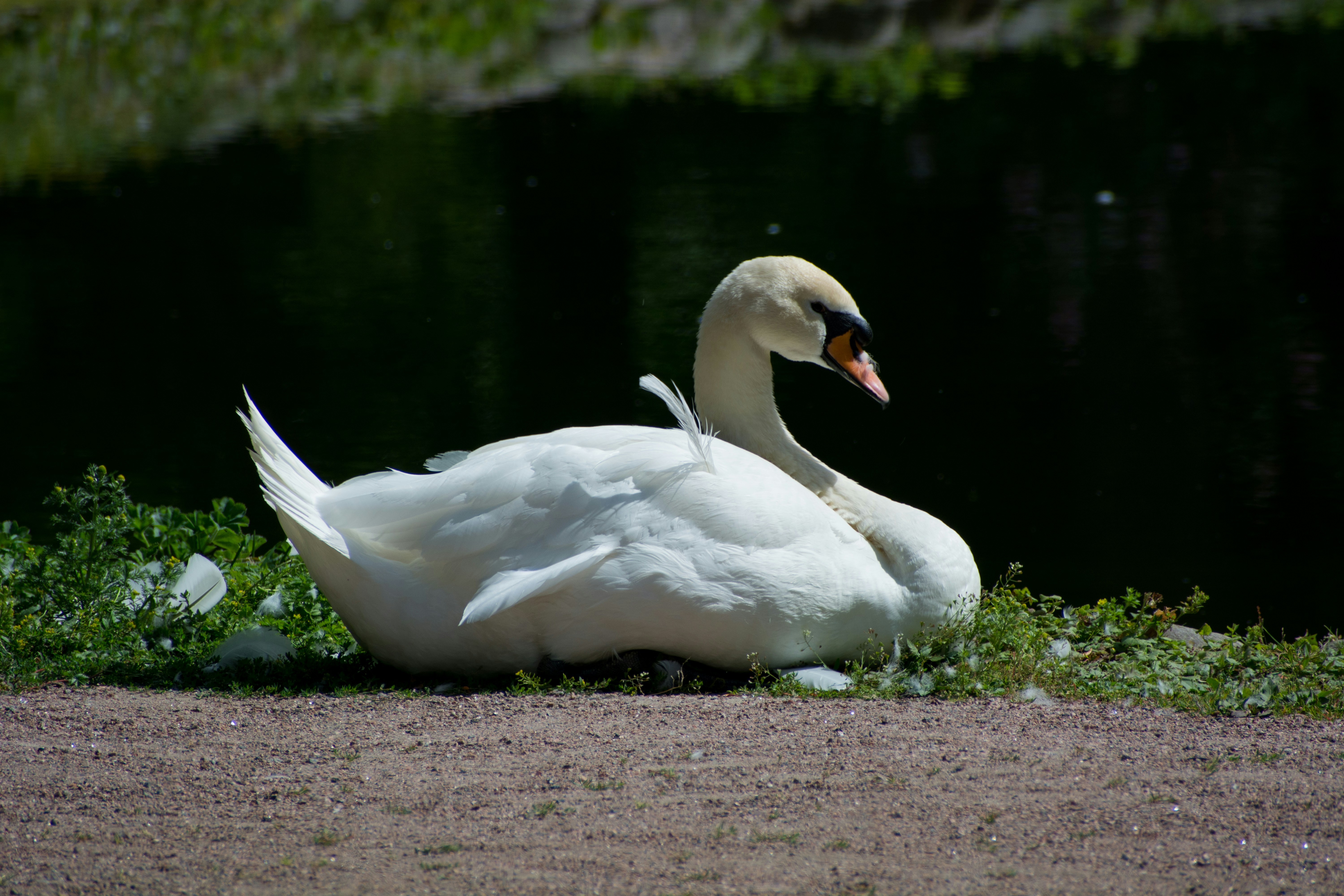 Un cisne blanco sentado en el suelo junto a un cuerpo de agua