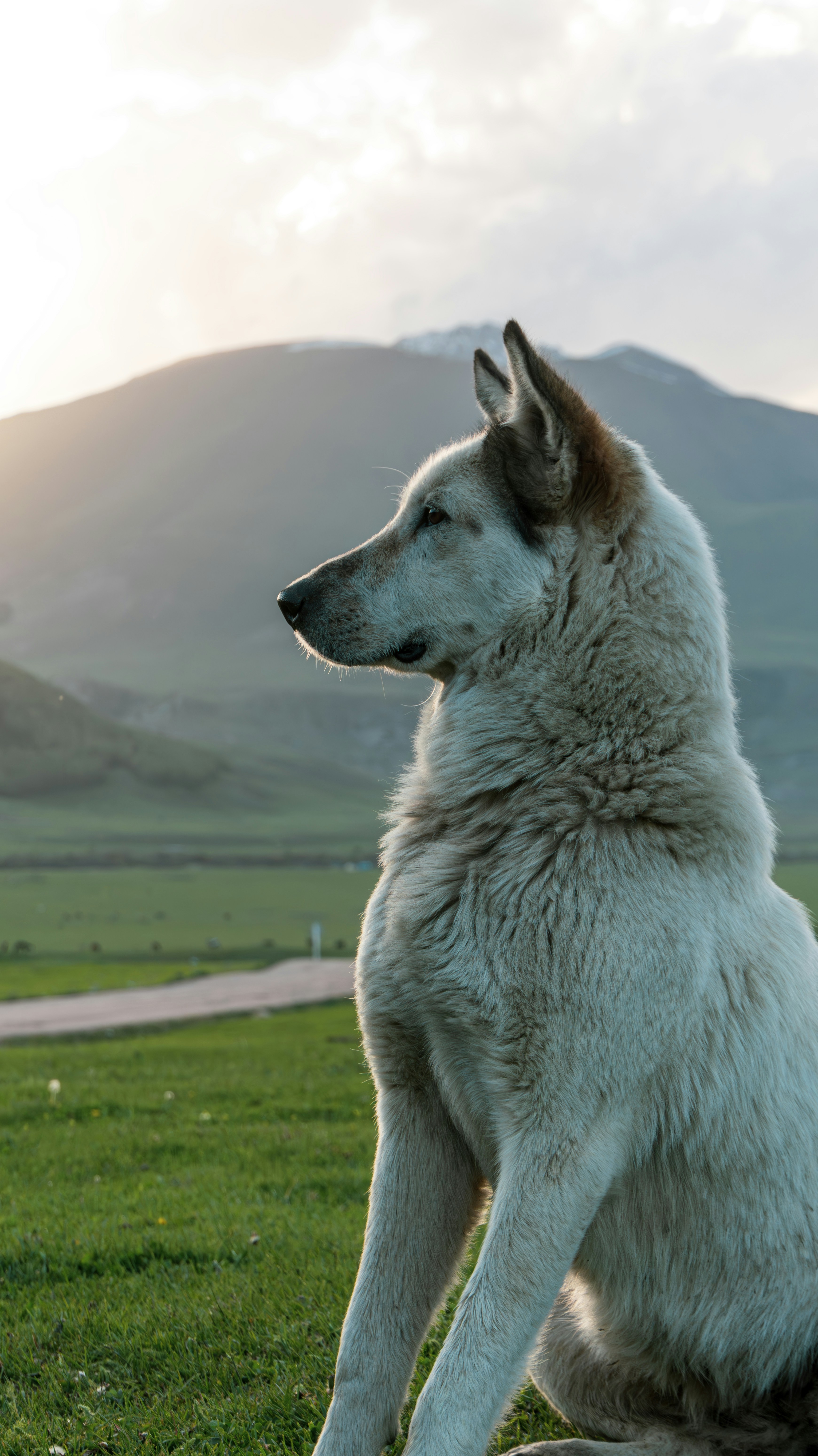 Ein großer weißer Hund, der auf einer saftig grünen Wiese sitzt