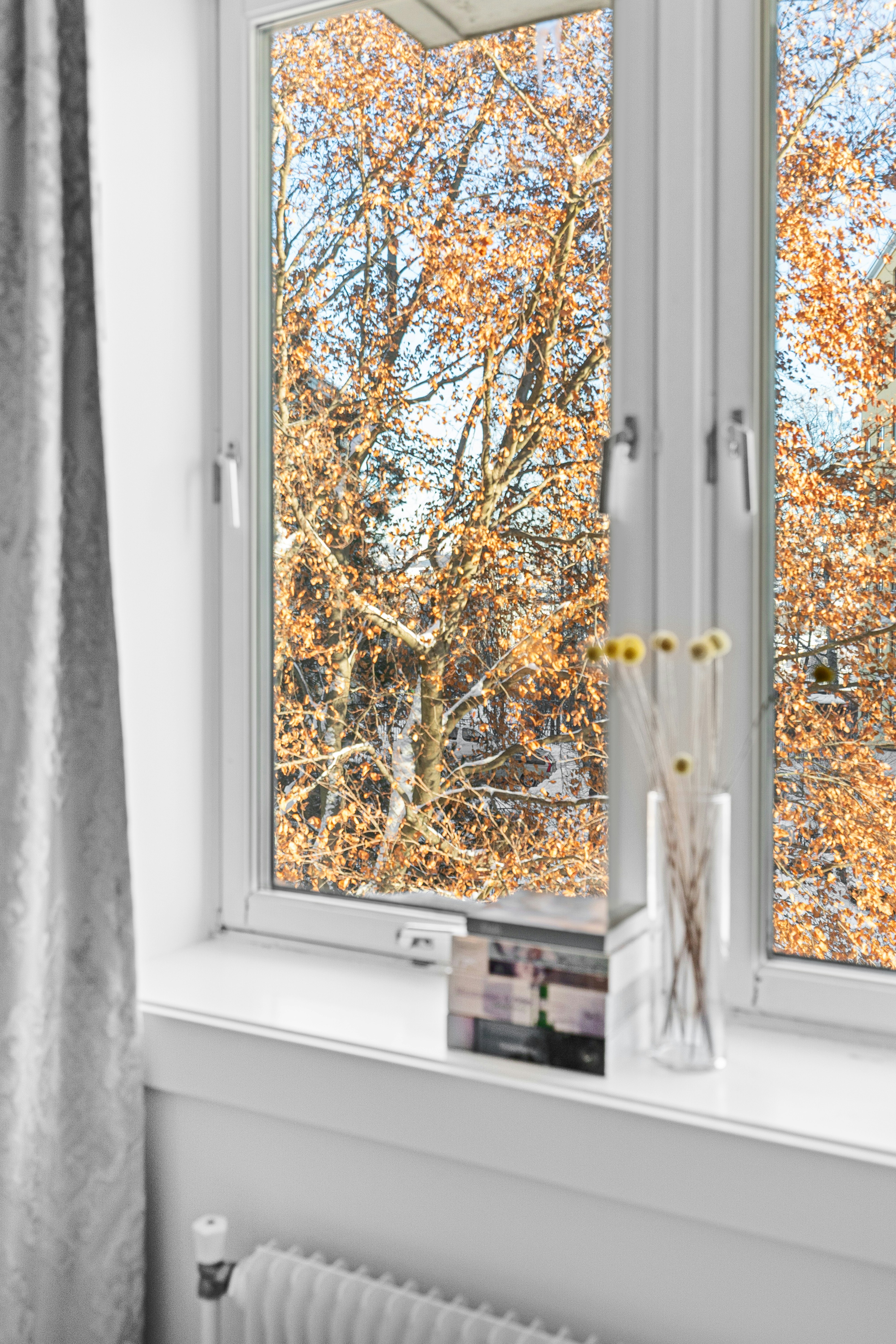 A window with a view of the trees outside photo – Free Window Image on ...