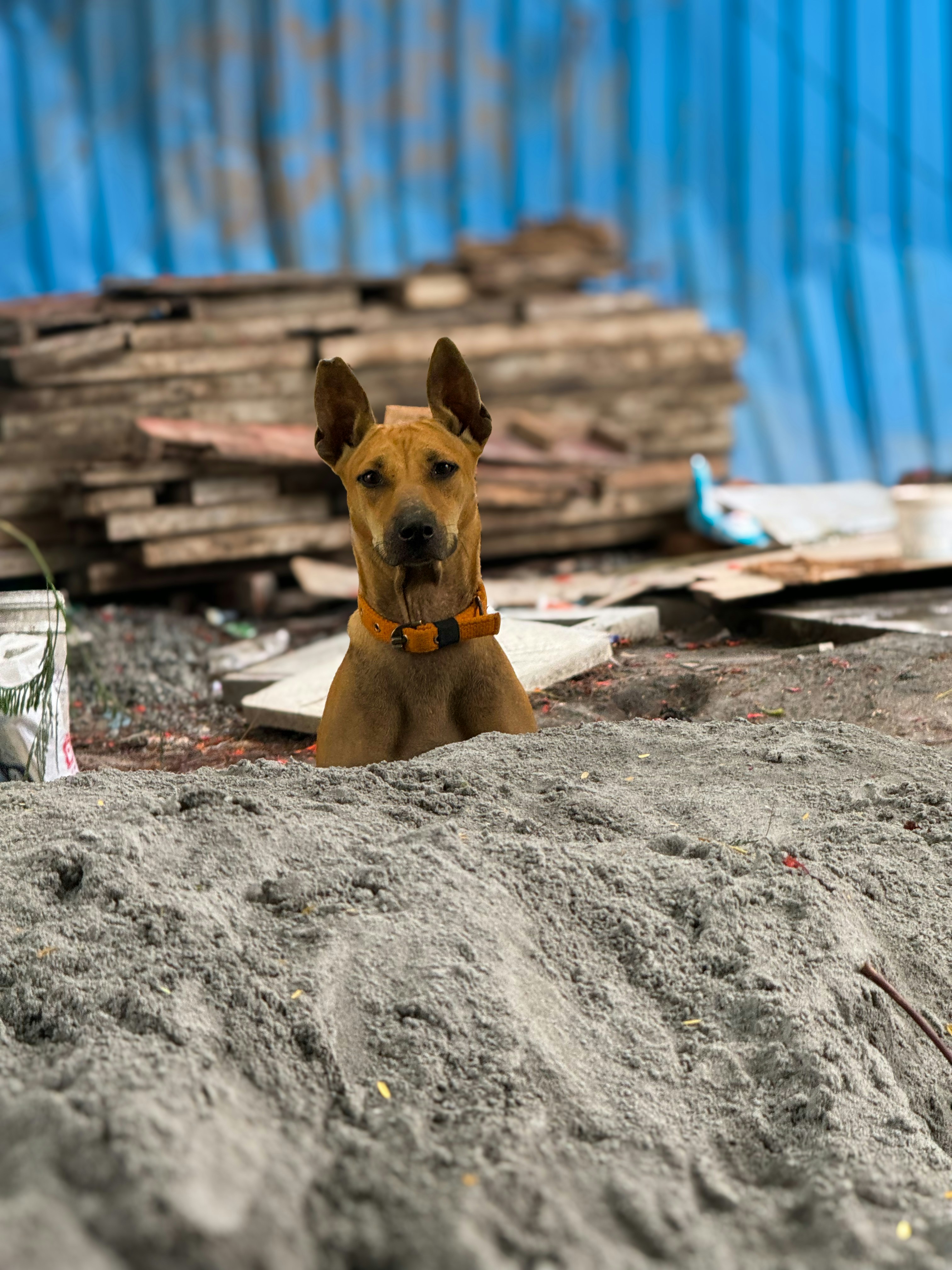 Photo by arvindmahesh