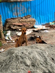 A couple of dogs sitting on top of a pile of dirt