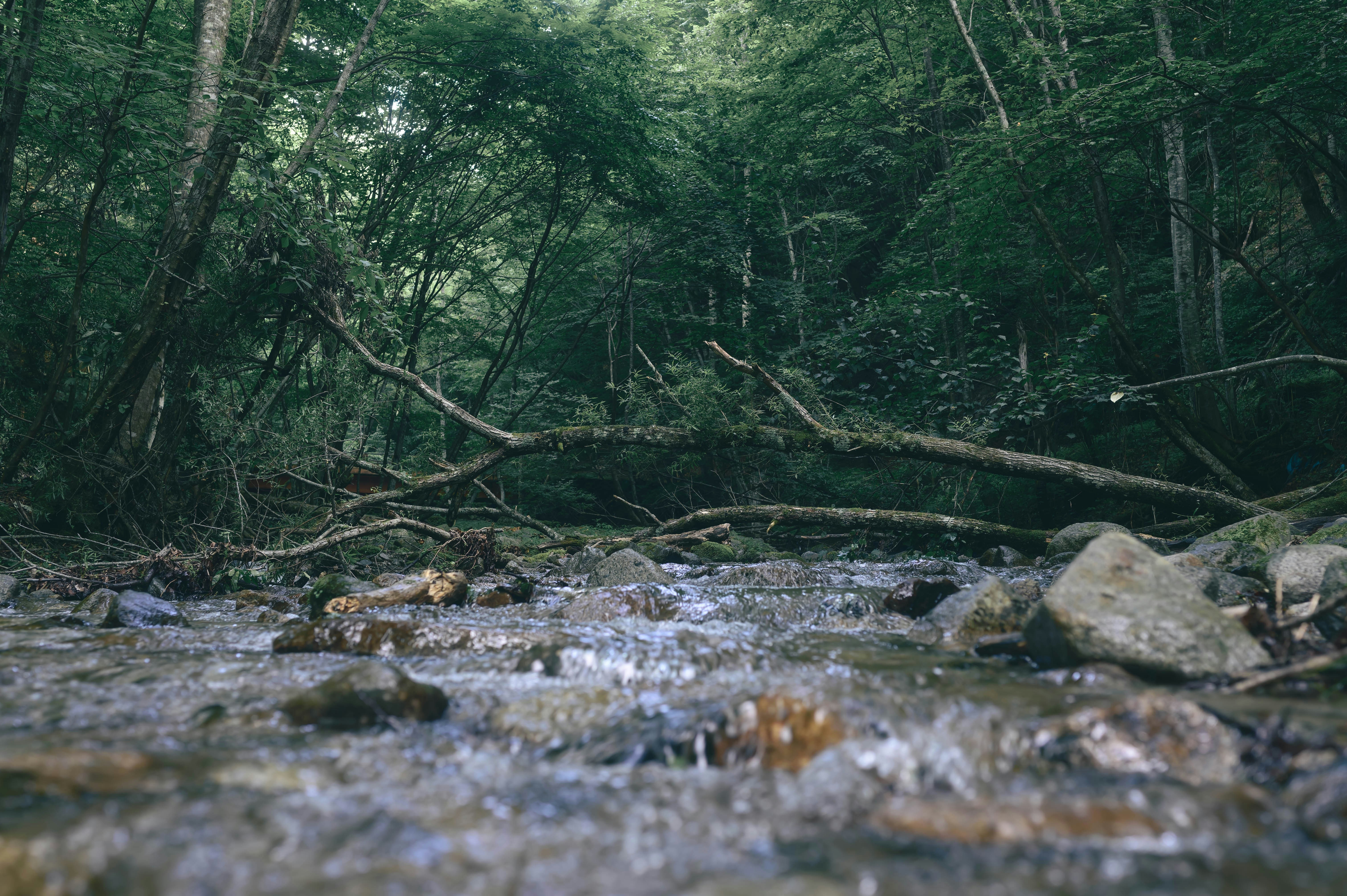 A stream running through a lush green forest
