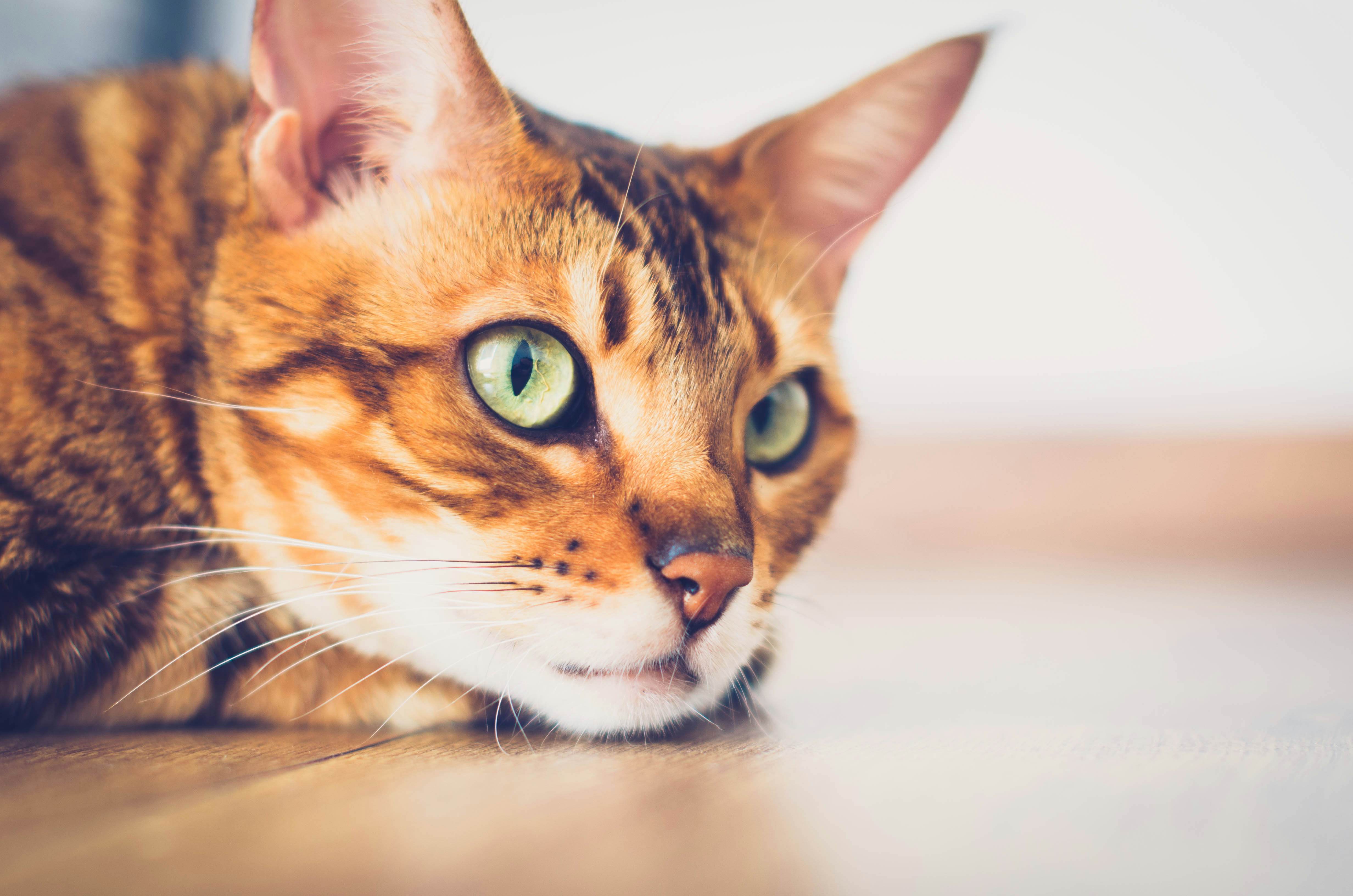 A close up of a cat laying on the floor