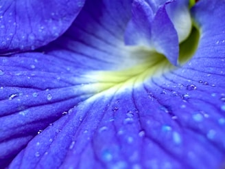 A blue flower with water droplets on it
