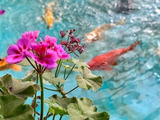 A group of fish swimming in a pond