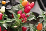 A group of red and yellow peppers growing on a plant