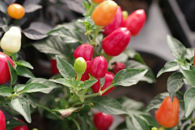A group of red and yellow peppers growing on a plant