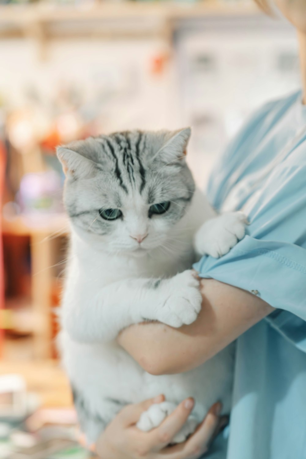 Veterinária segurando um gato cinza