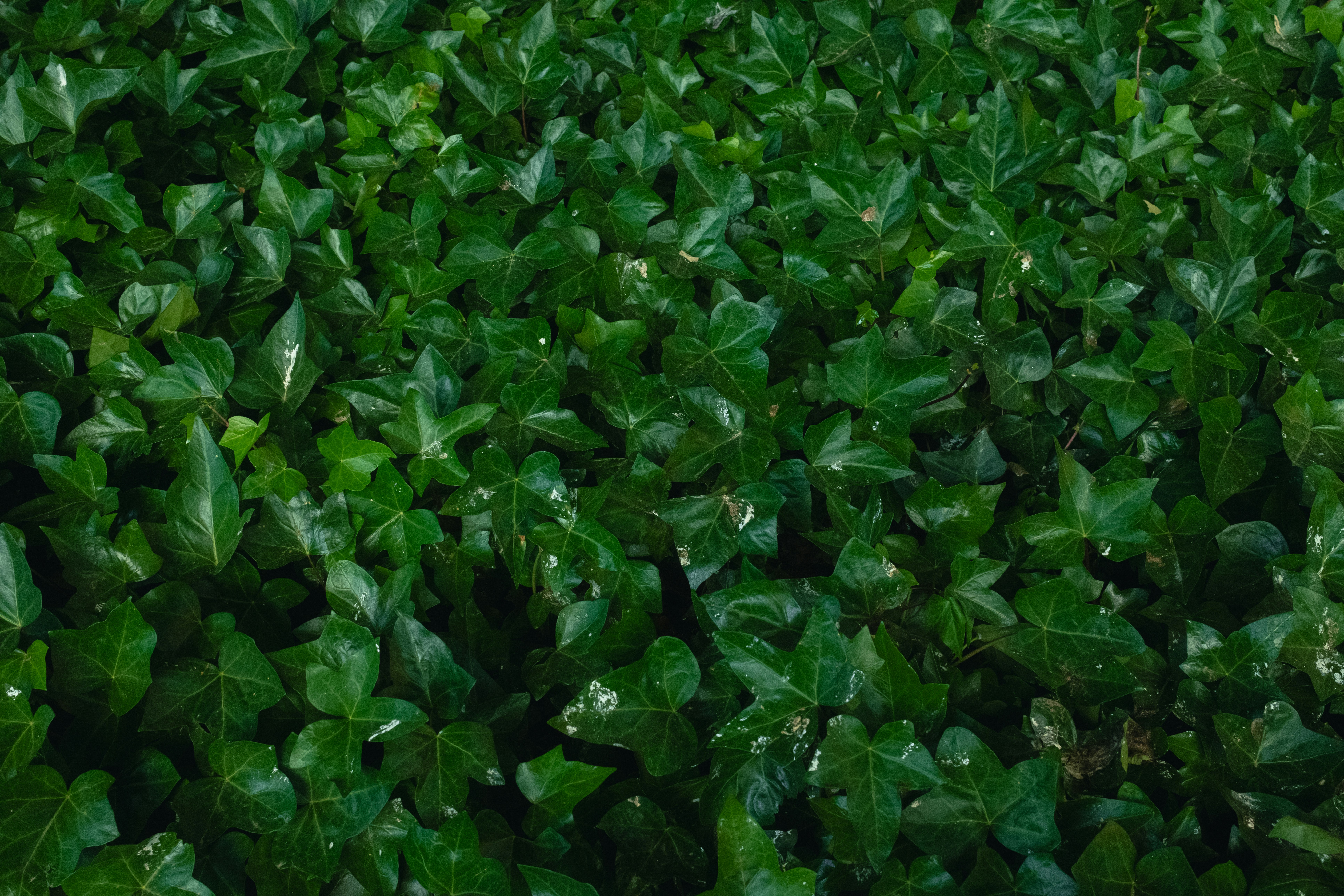 A close up of a bush with green leaves