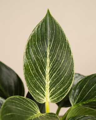 A close up of a plant with green leaves