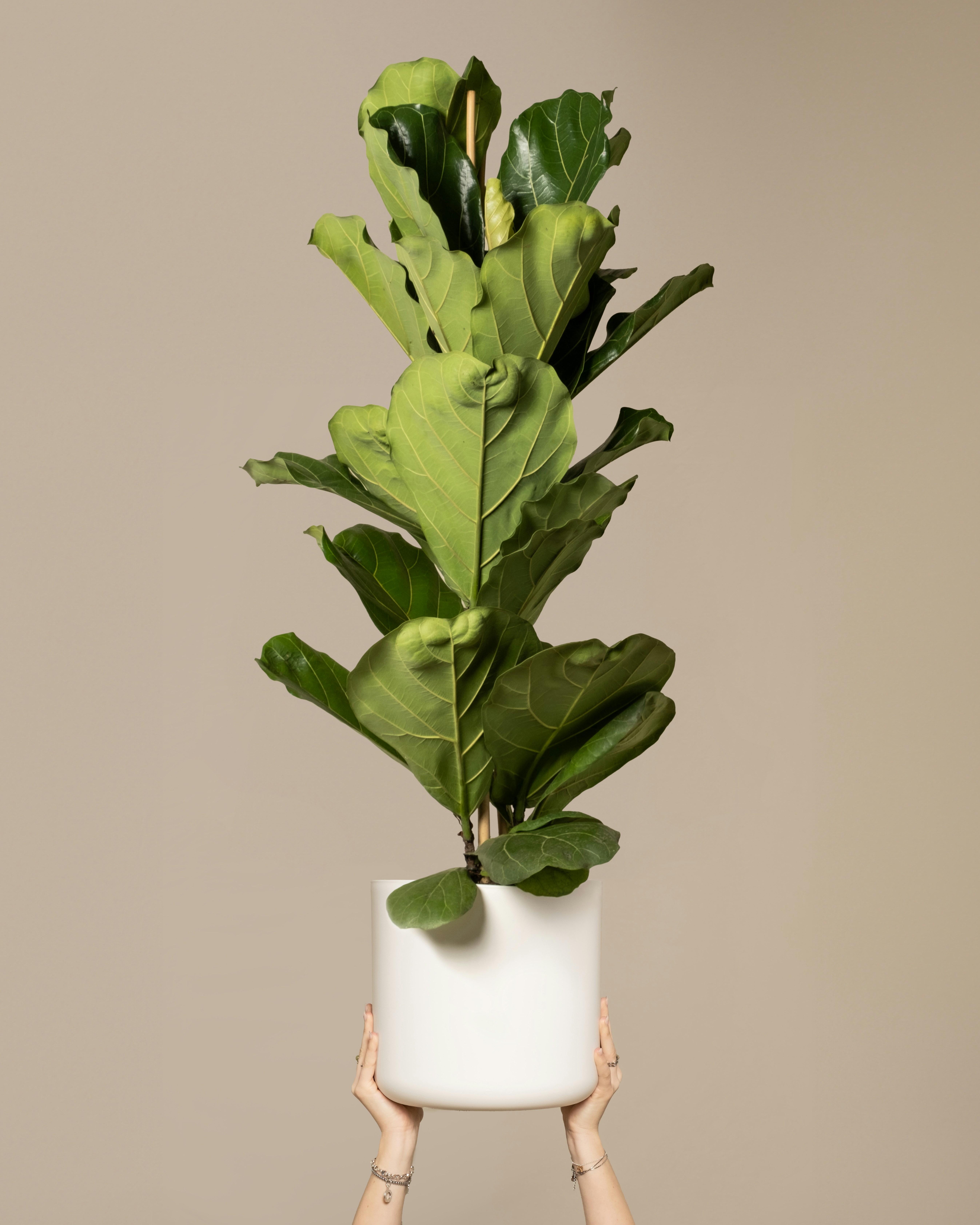 Photo by feeypflanzen