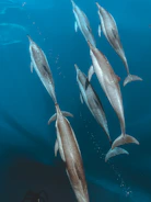 A group of dolphins swimming in the ocean