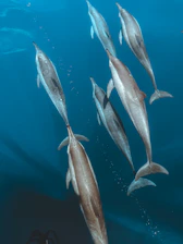 A group of dolphins swimming in the ocean