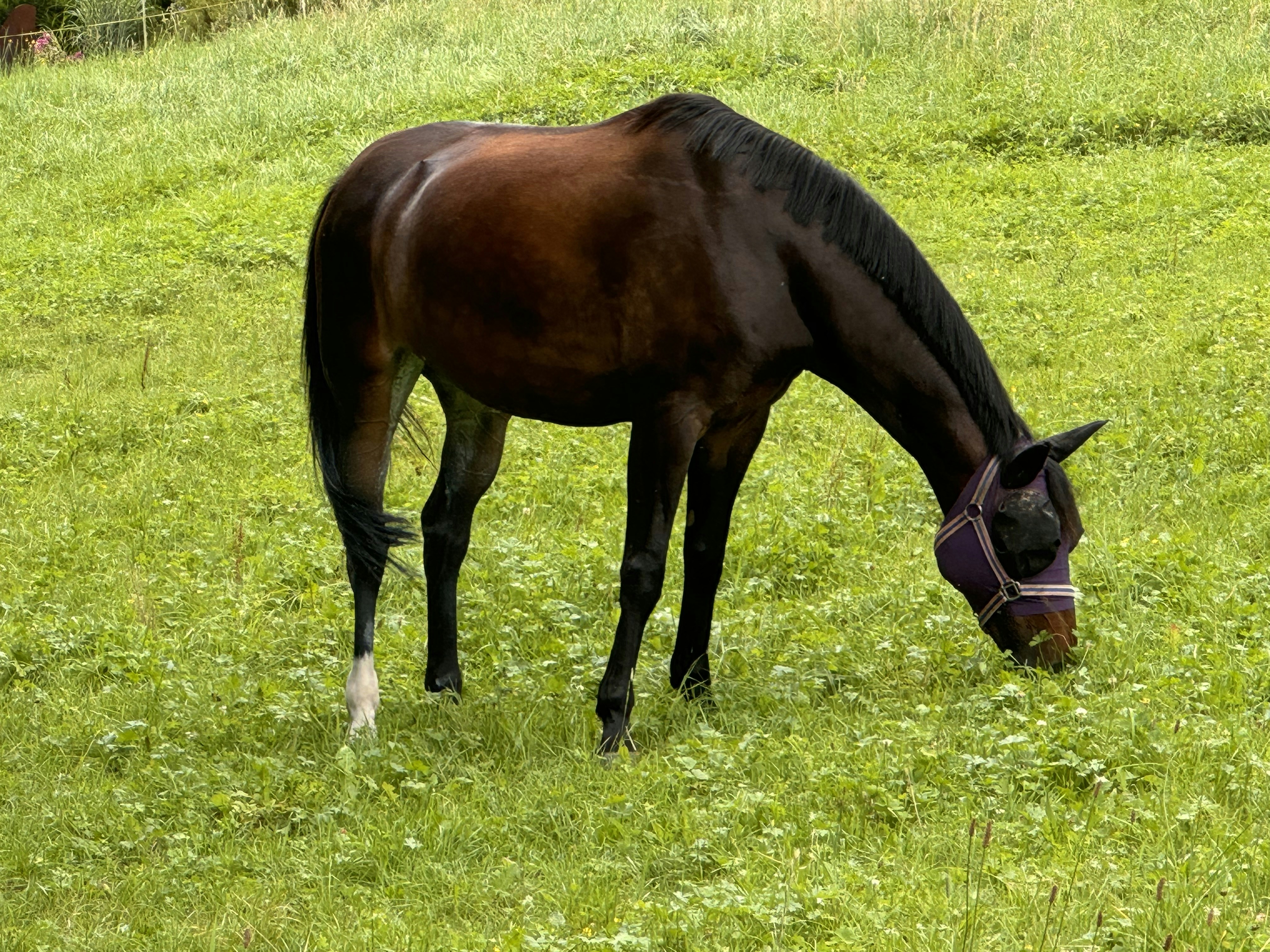 Photo by nisancisniper