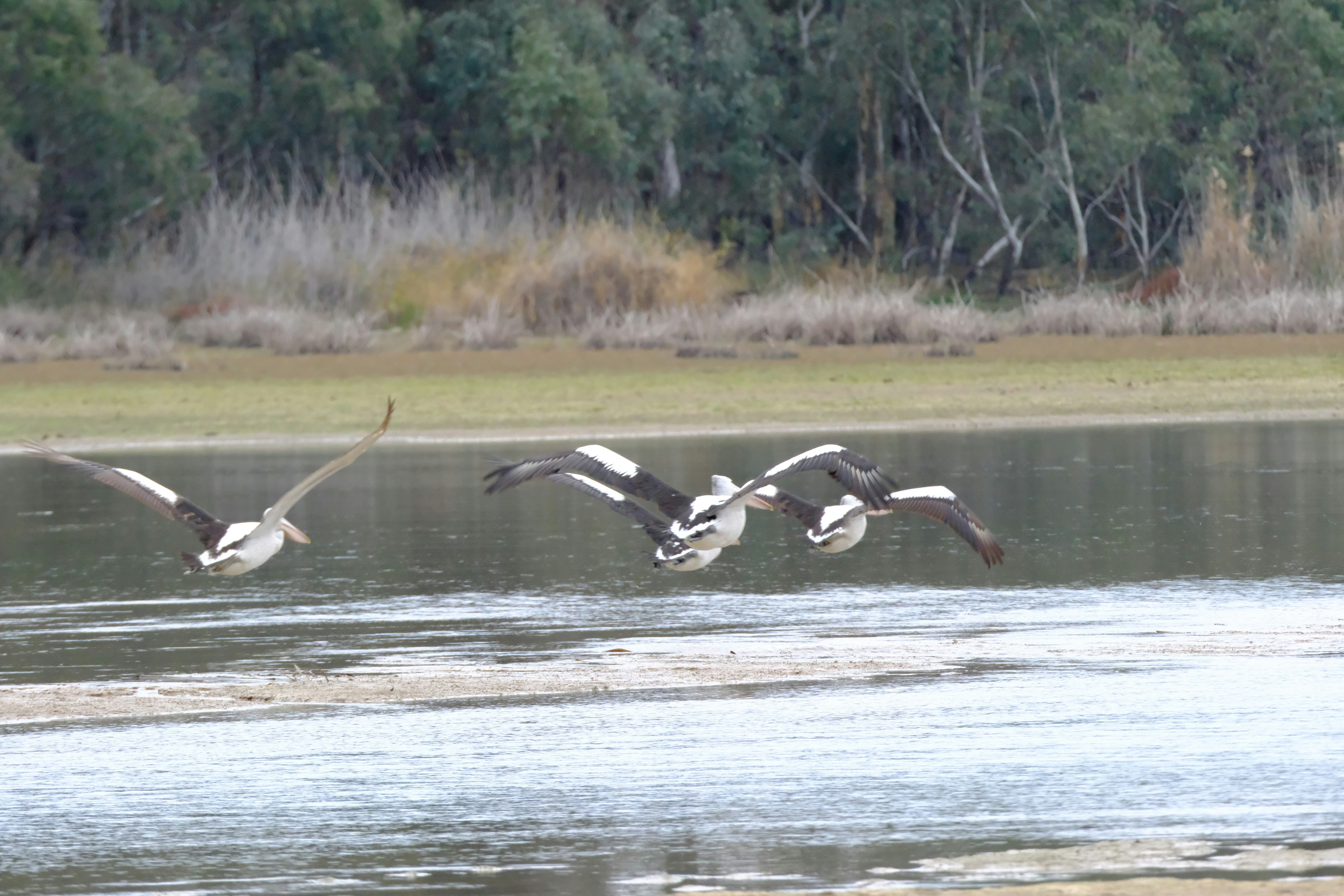 A flock of birds flying over a body of water photo – Free Animal Image ...